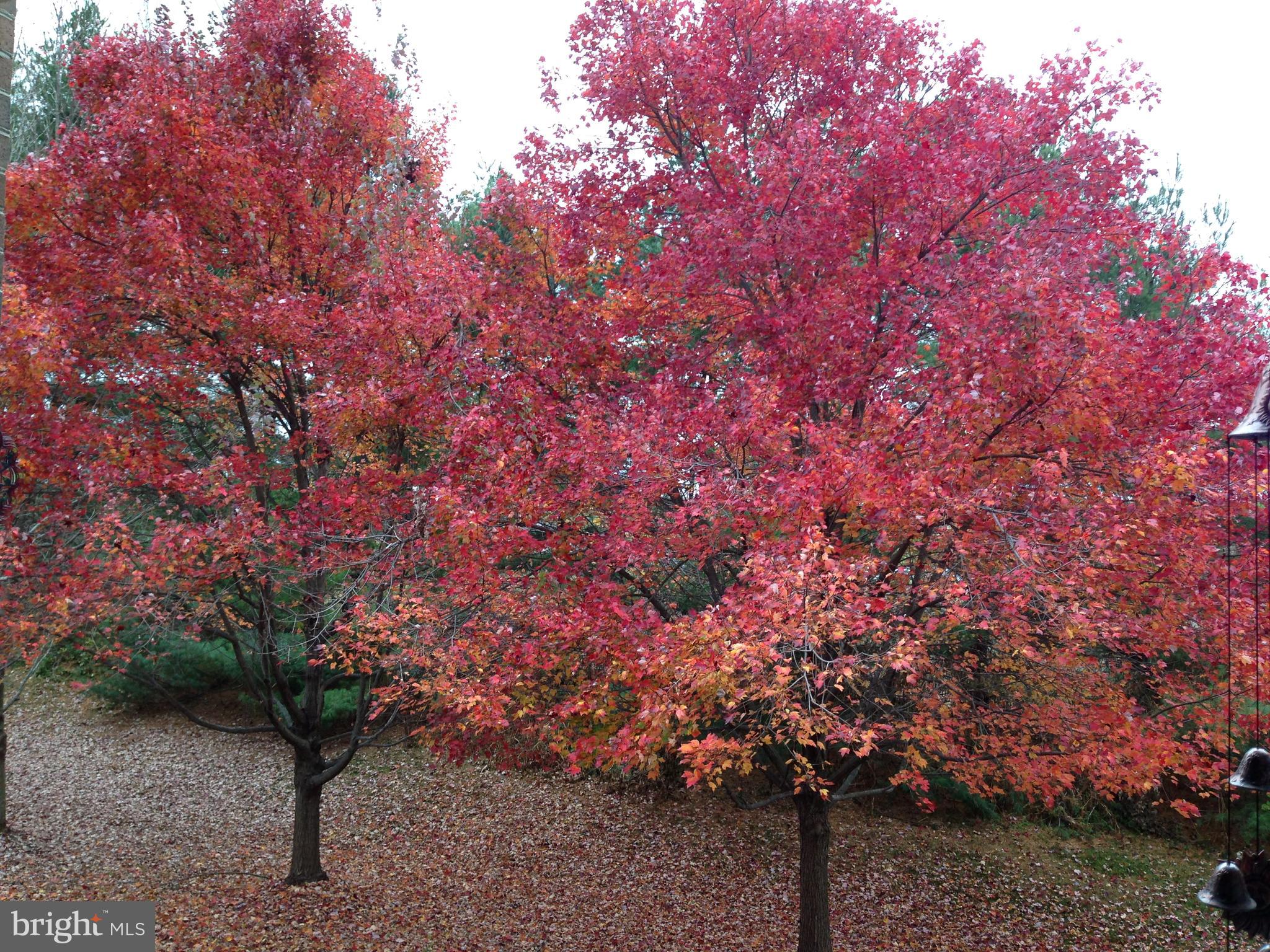 BRANDYWINE STATION - Residential
