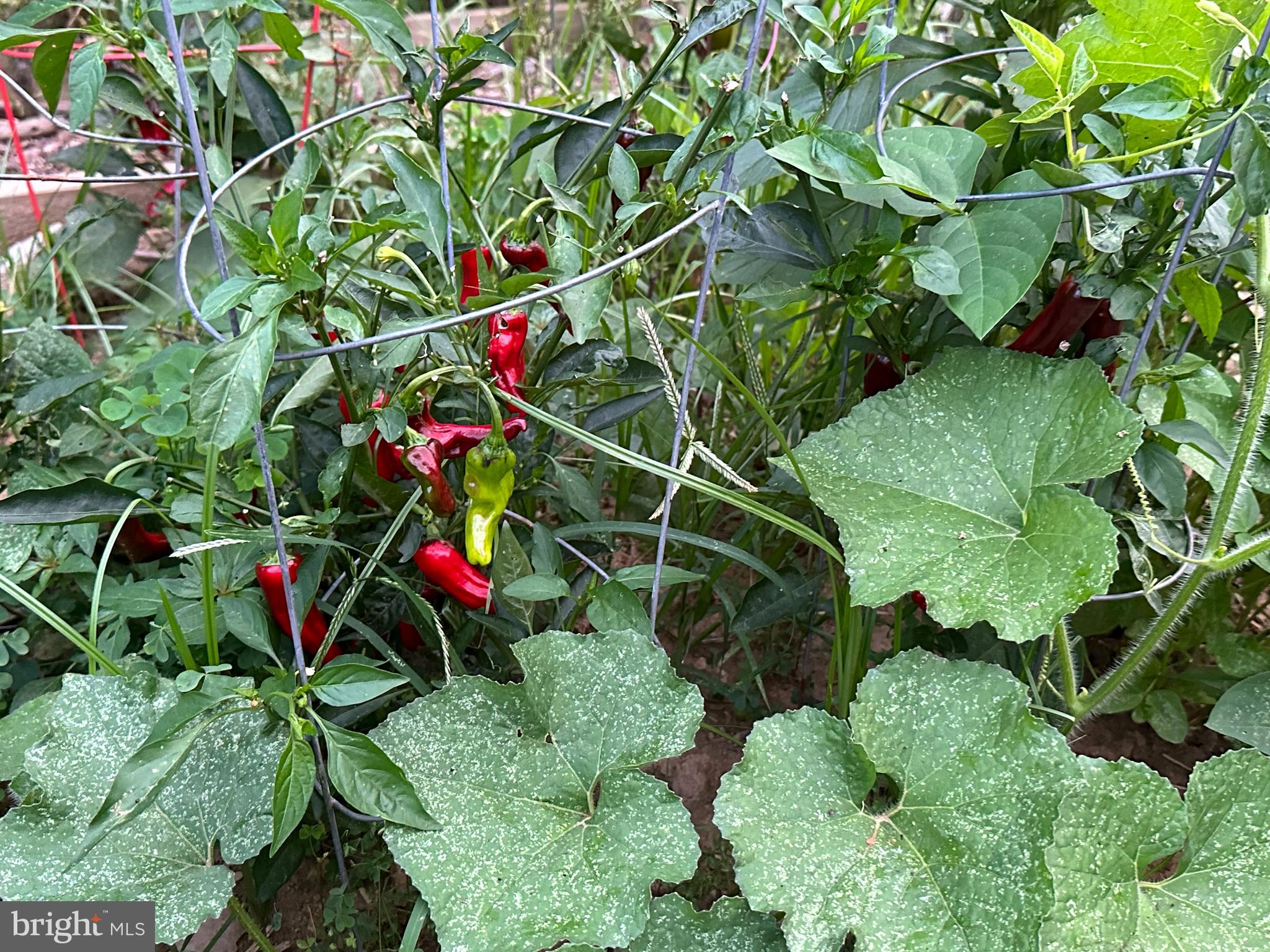 THE PADDOCKS - Residential Lease