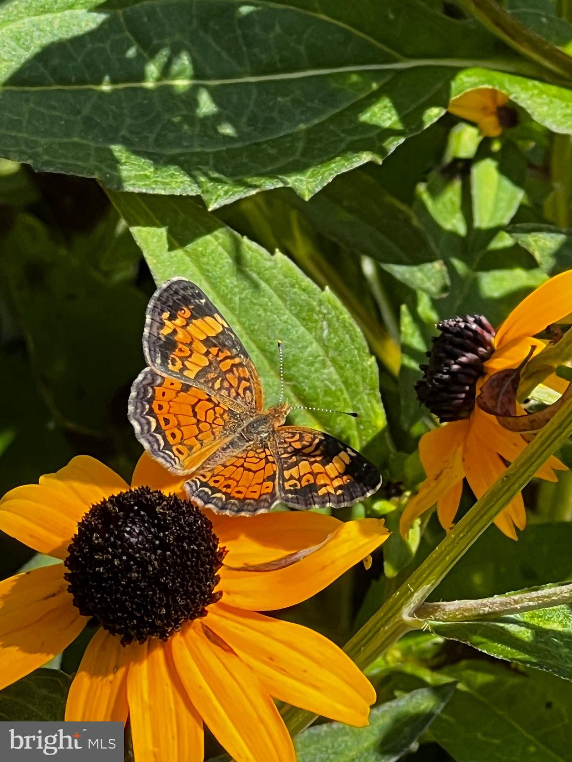 ASSATEAGUE PT RESORT - Residential