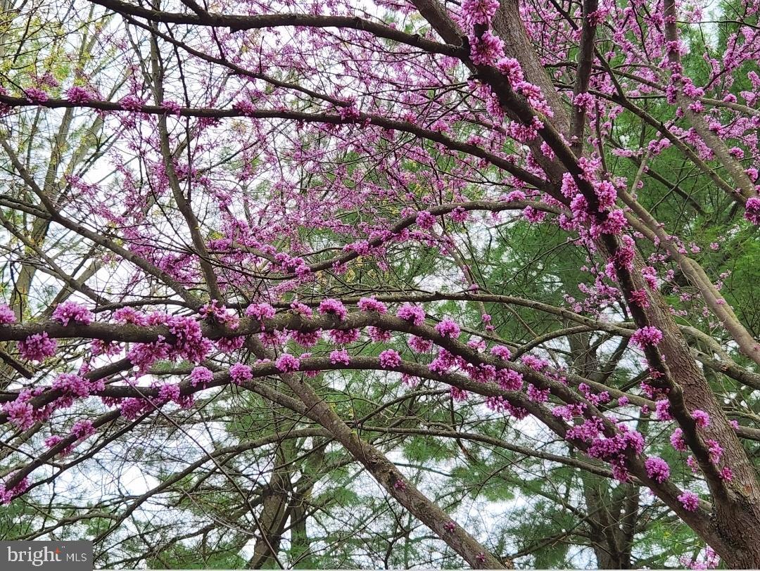 SPRING MILLS - Residential