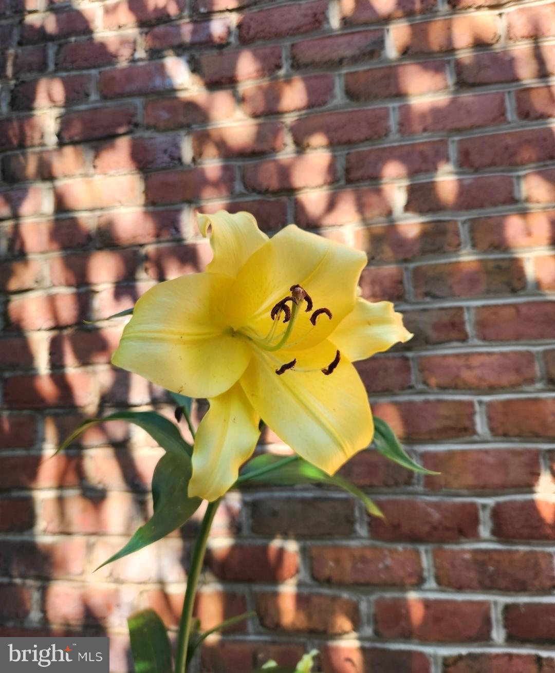 SPRING MILLS - Residential