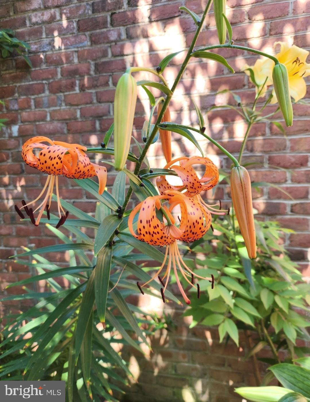 SPRING MILLS - Residential