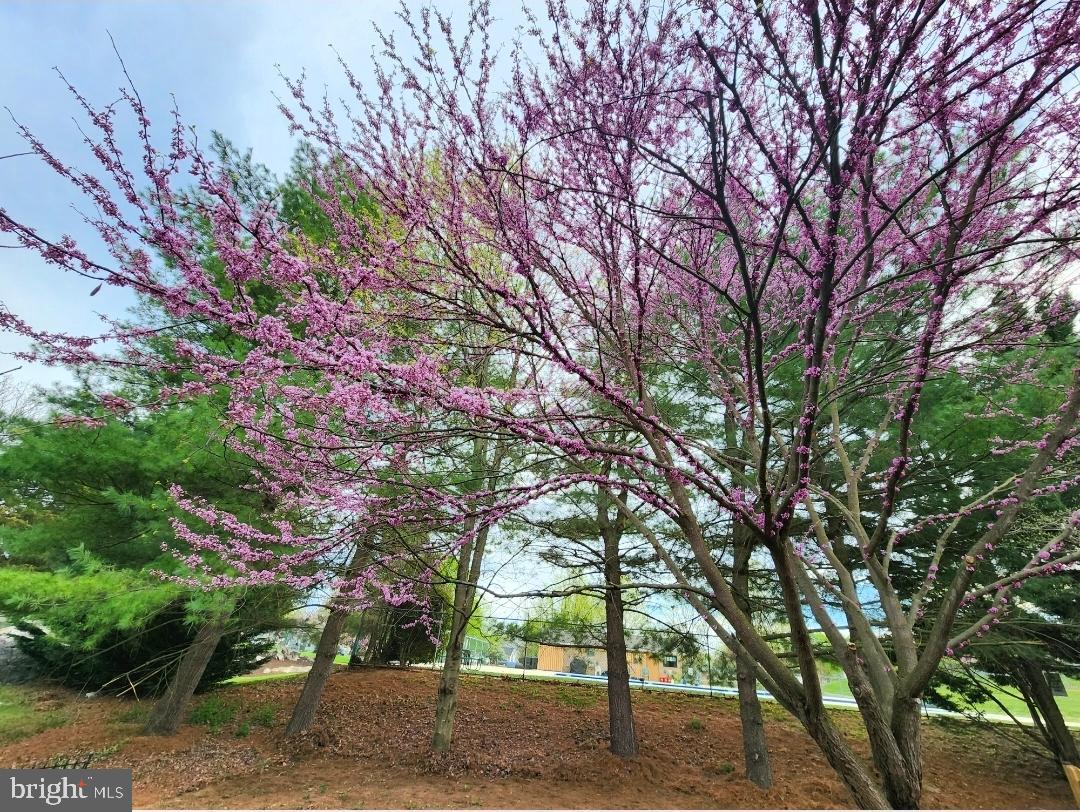 SPRING MILLS - Residential