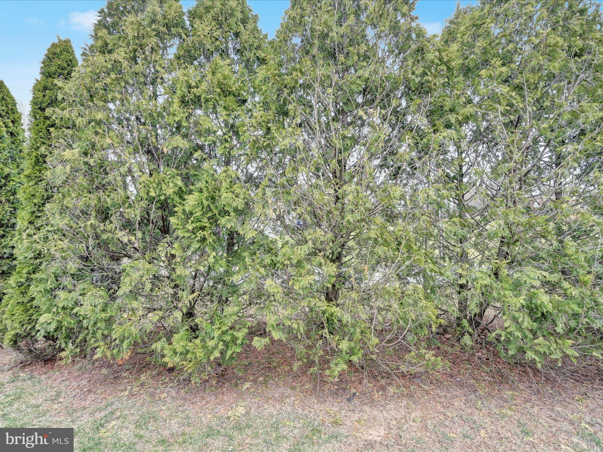 LANTERN GREEN - Residential