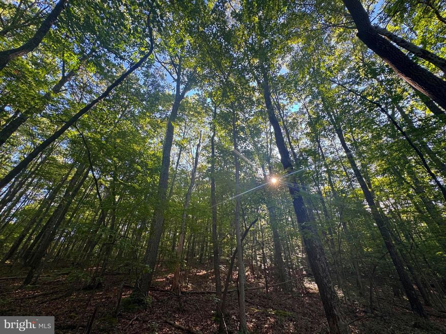 50 +/- ACRE West Virginia property offering an escape to your own private retreat nestled in the heart of the majestic Appalachian Mountains. This land offers an unparalleled opportunity to embrace nature, adventure, and tranquility. Whether you're looking to build your dream home, create a getaway, or invest in a recreational paradise, this property is a canvas waiting for your vision. Experience landscapes typical of the Appalachian region, where towering red oak timber creates a serene environment while the gentle sounds of multiple spring-fed creeks roll in the background. This property is a haven for outdoor enthusiasts! With its vast woodlands and varied topography, your opportunities for hunting and recreation are limitless. From hiking and ATV riding to wildlife watching. Electric service is available at the road. Delight in the proximity of multiple trout streams within miles and Teter Creek Lake WMA is just 4 miles away, offering further opportunities for fishing and exploration. Despite its secluded feel, this property is conveniently located just 15 miles from Elkins, Parsons, and Philippi, where you can find local shops, restaurants, and essential services. Thrill-seekers will appreciate that it's only 35 miles to Canaan Valley Resort and Timberline Mountain, making winter sports and year-round recreation easily accessible. For those who crave a weekend at the lake, Deep Creek Lake, MD is only 50 miles away.