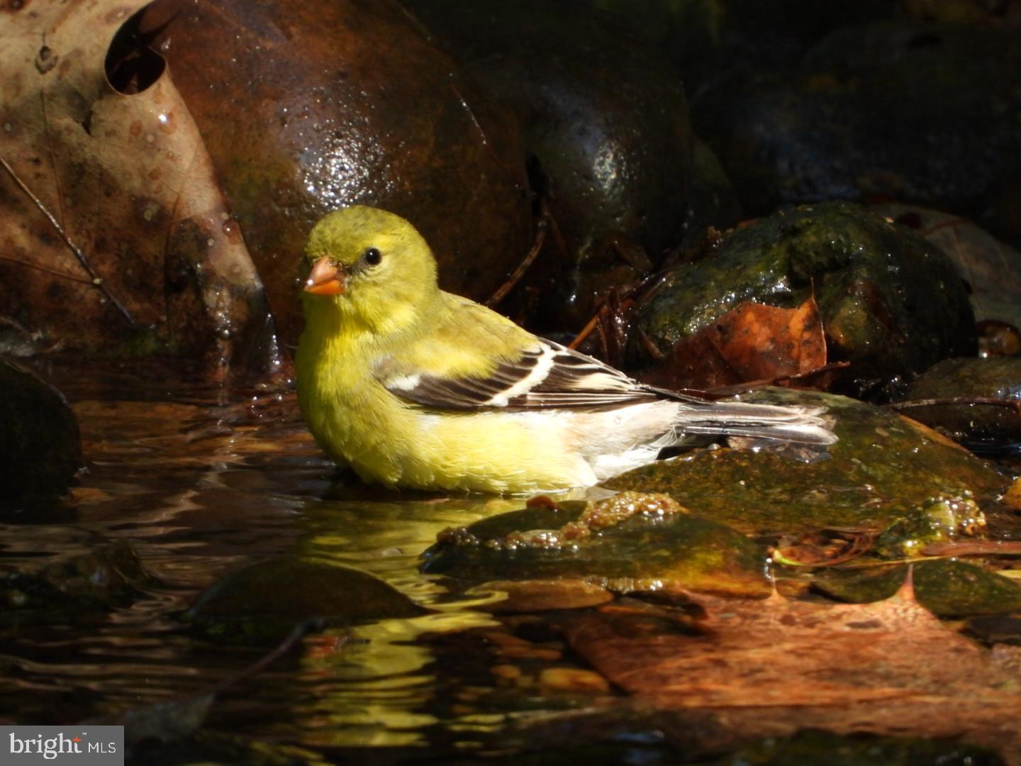 BEVERLY HILLS - Residential