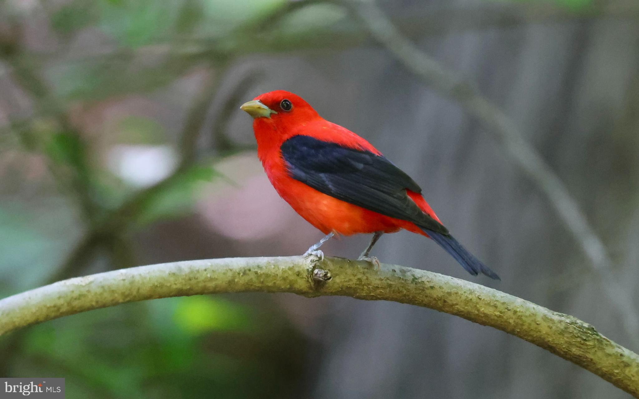 BEVERLY HILLS - Residential