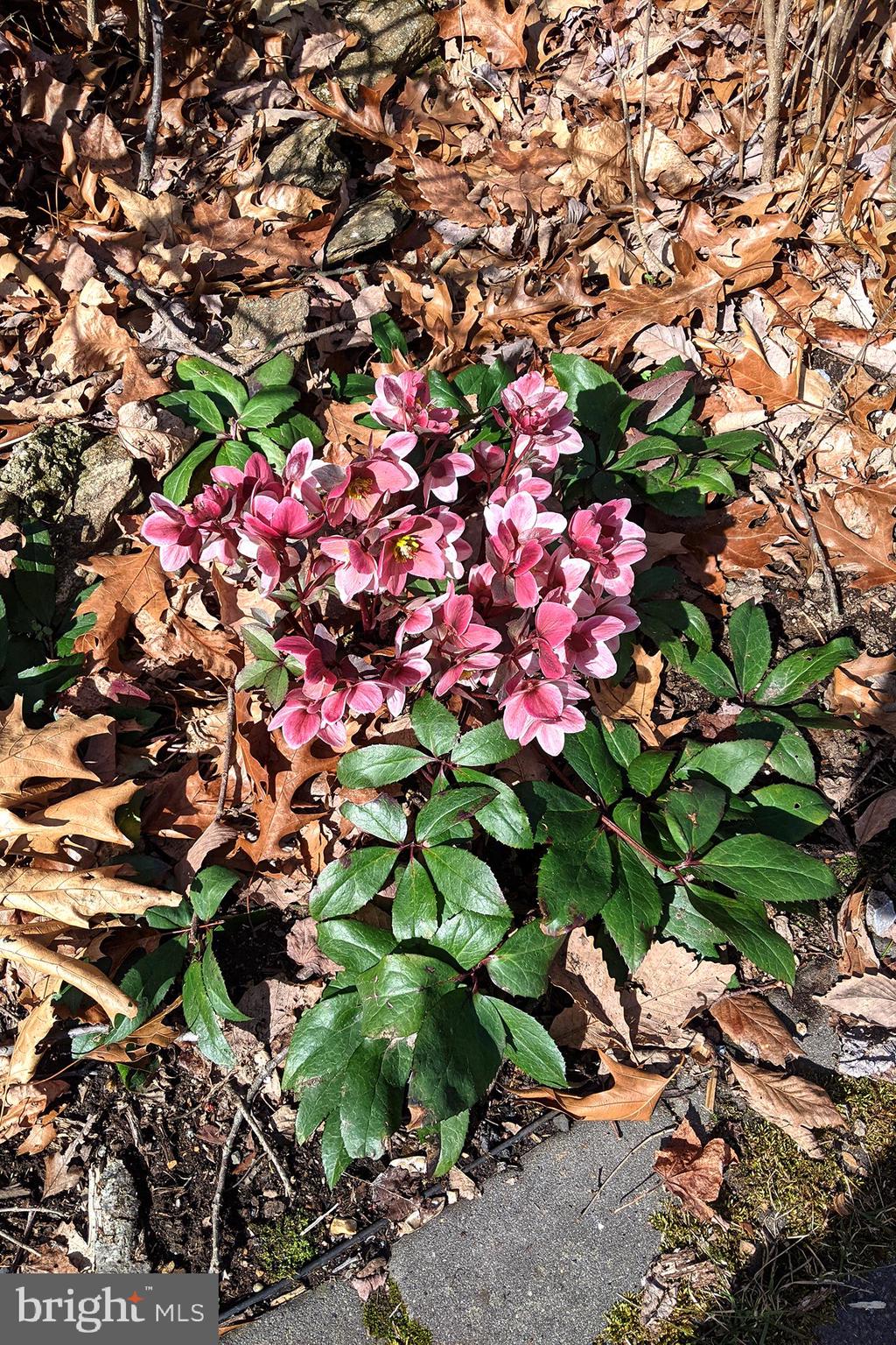 PARKTON - Residential