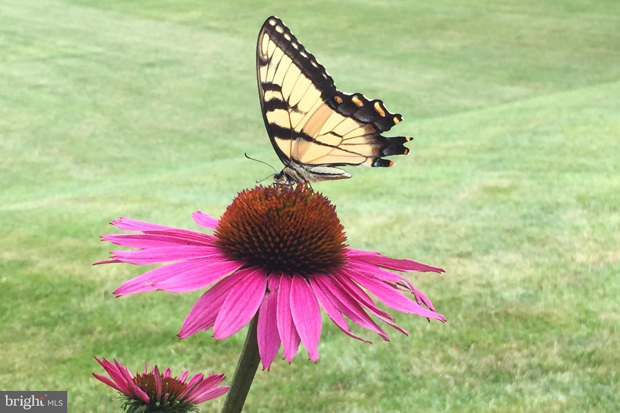 SPRINGHILL FARMS - Residential