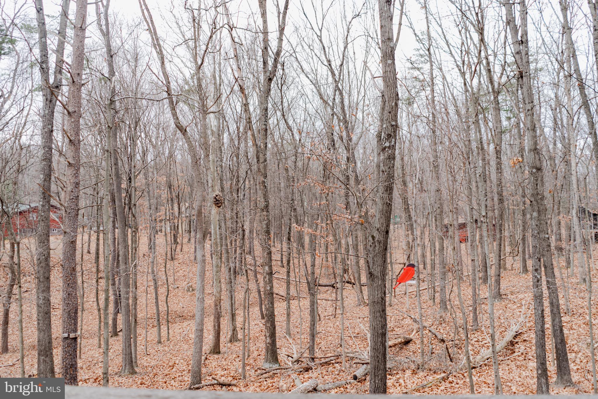 THE WOODS - Residential