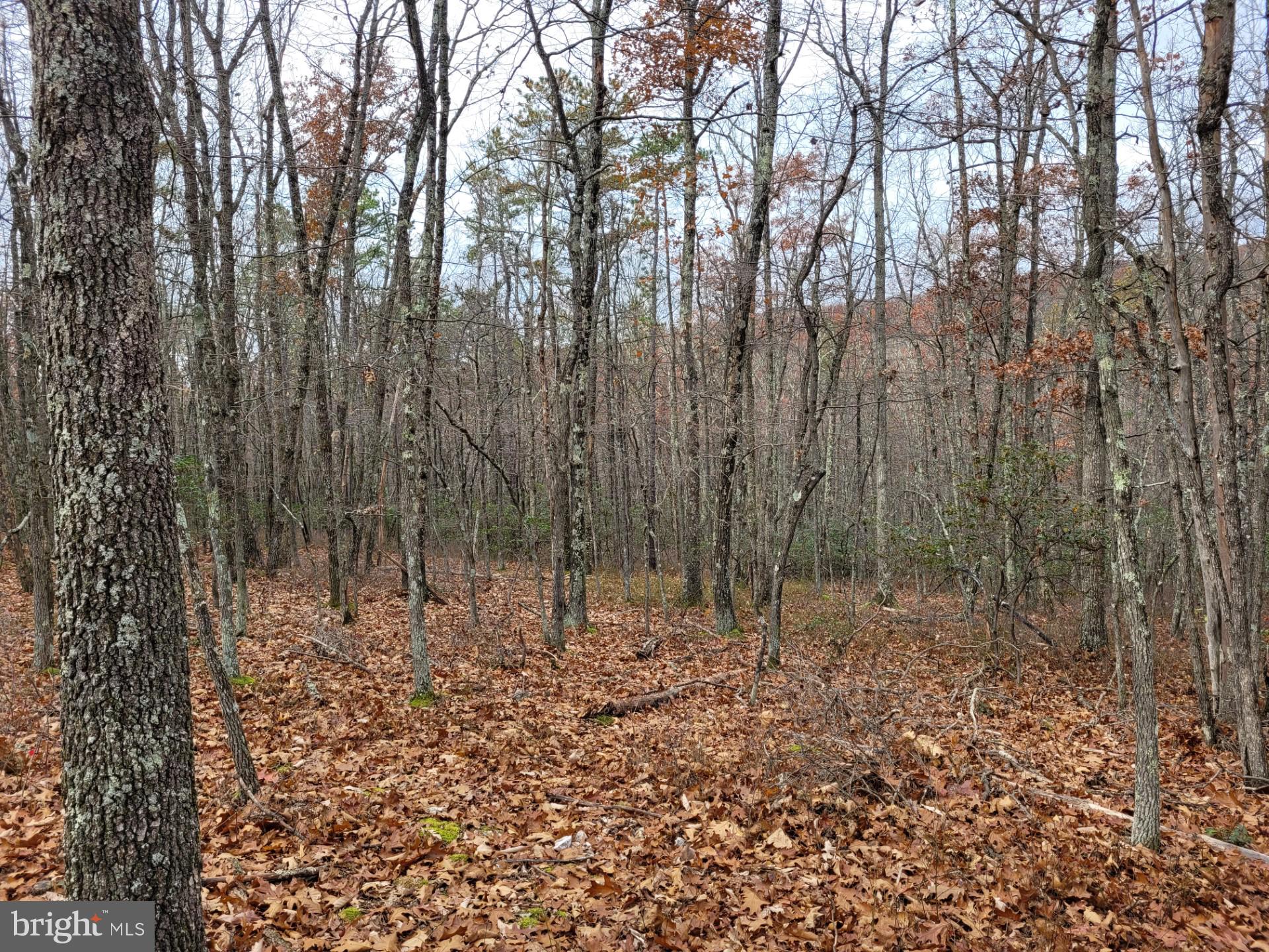 SPRING MOUNTAIN - Land