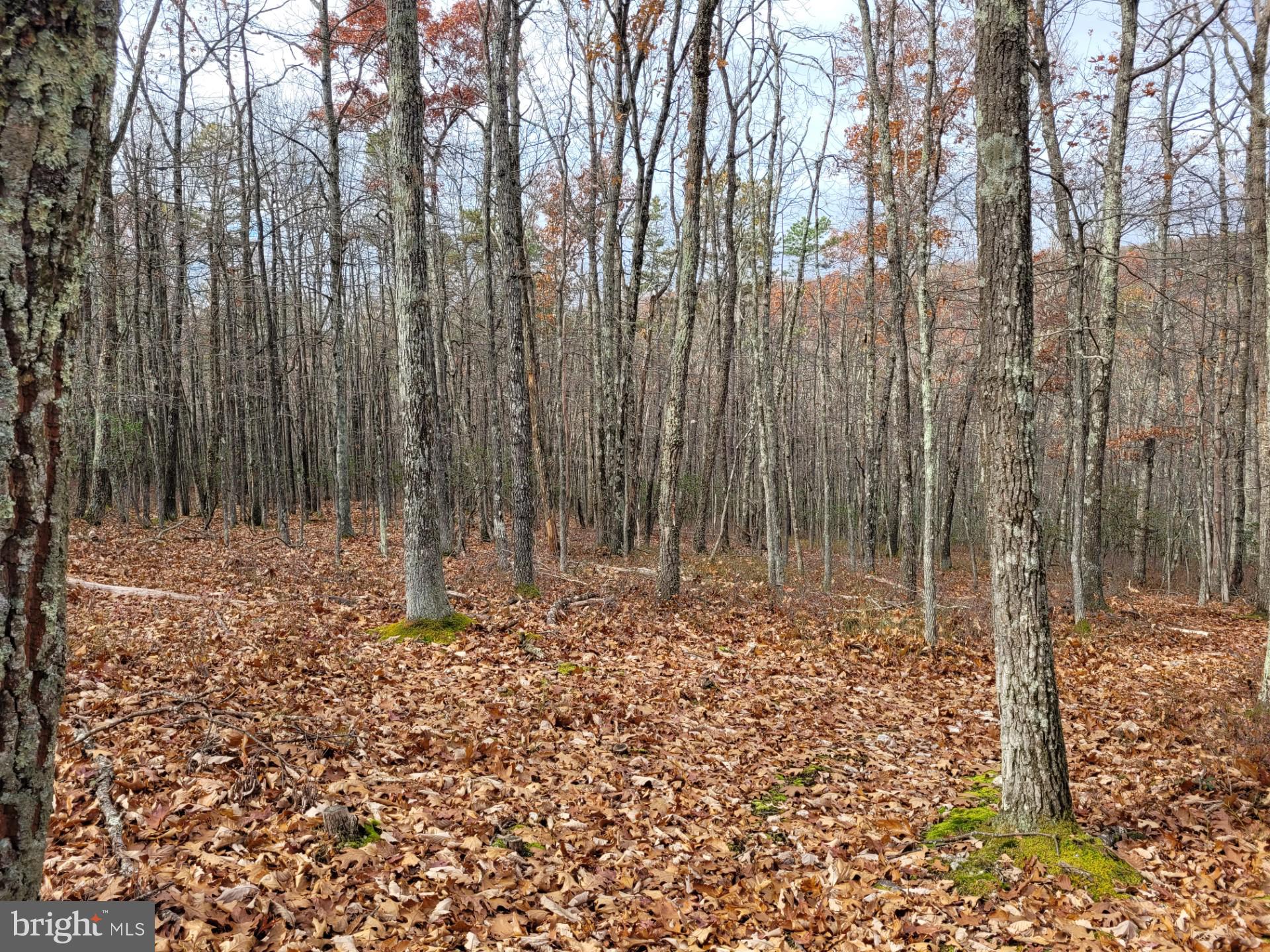 SPRING MOUNTAIN - Land