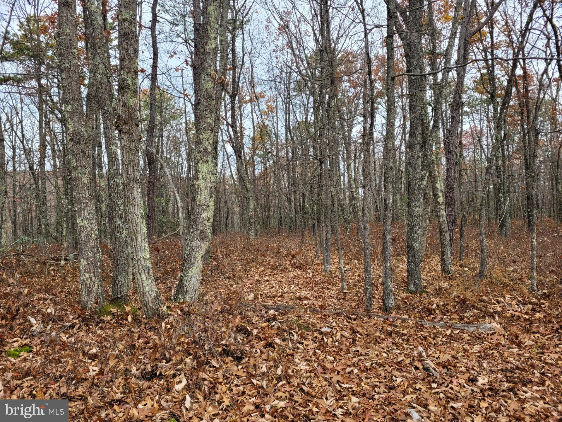 SPRING MOUNTAIN - Land