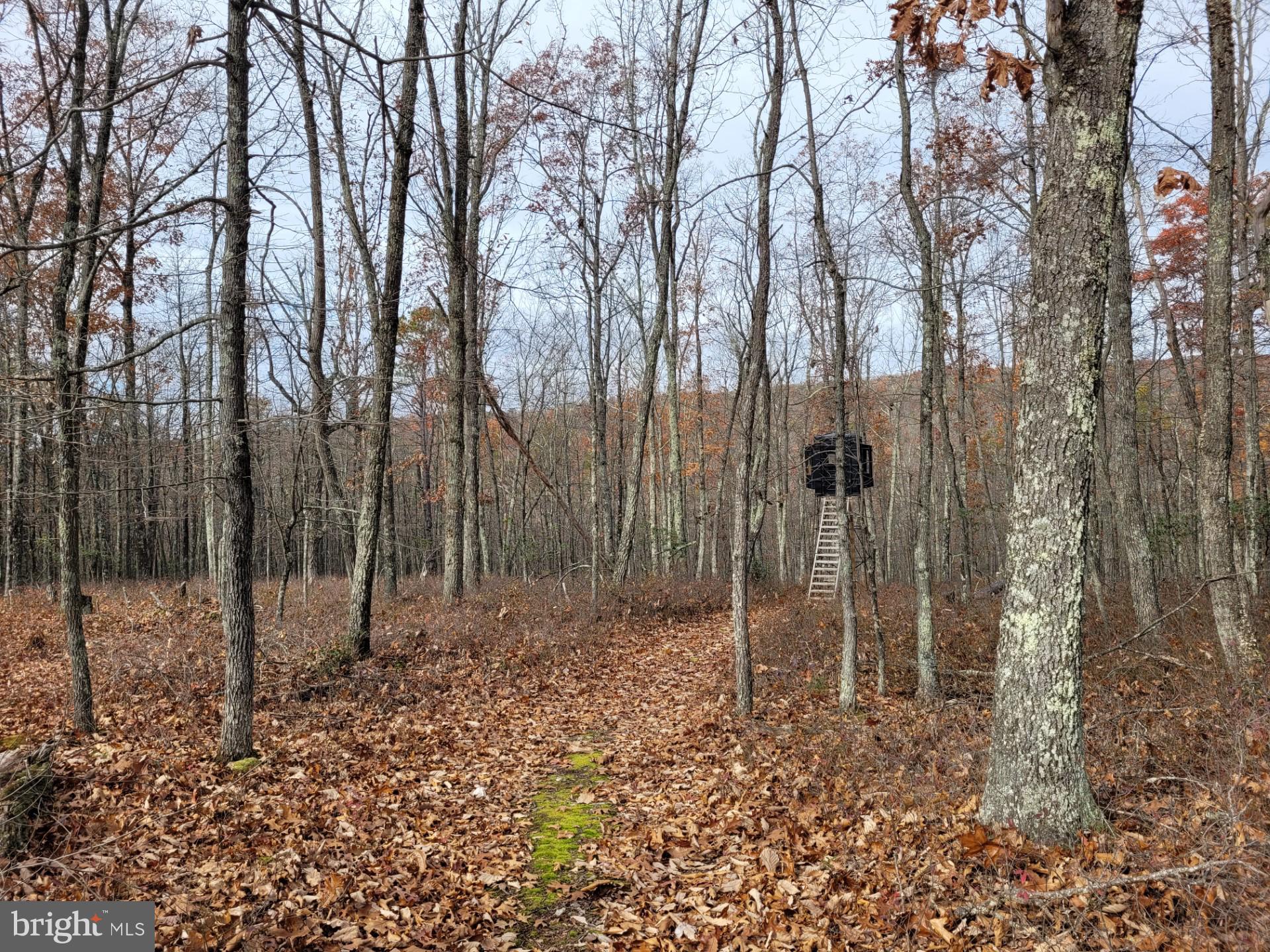 SPRING MOUNTAIN - Land