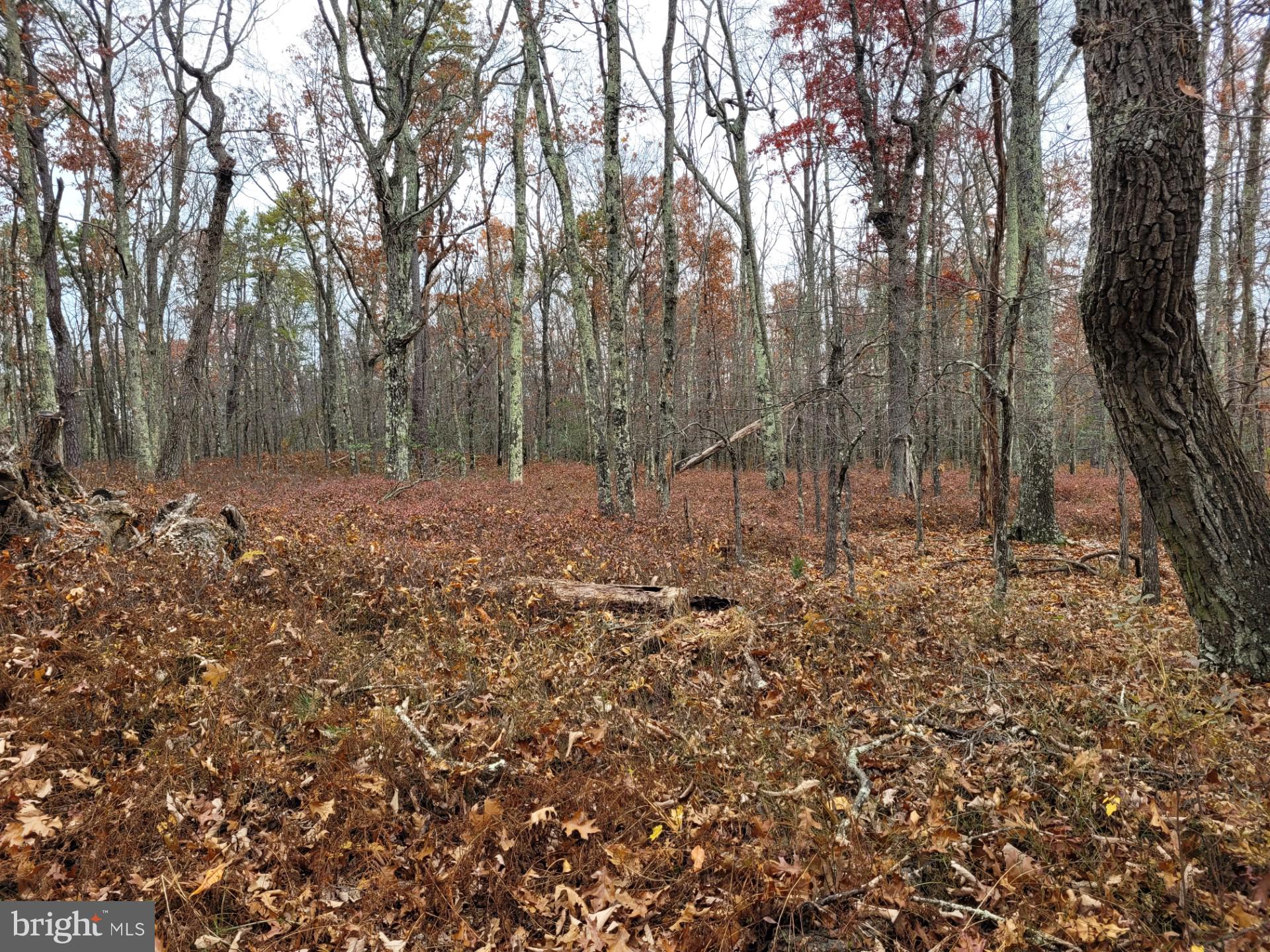 SPRING MOUNTAIN - Land