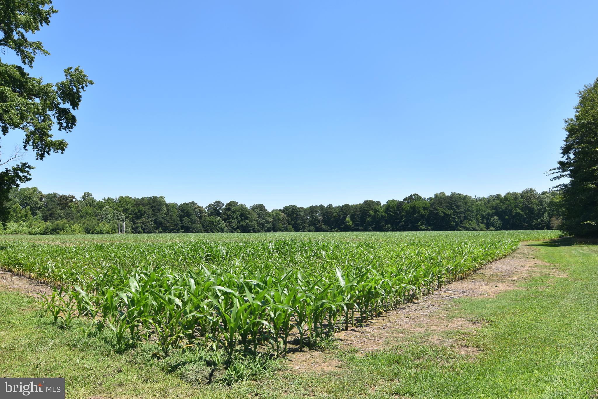 NONE AVAILABLE - Farm