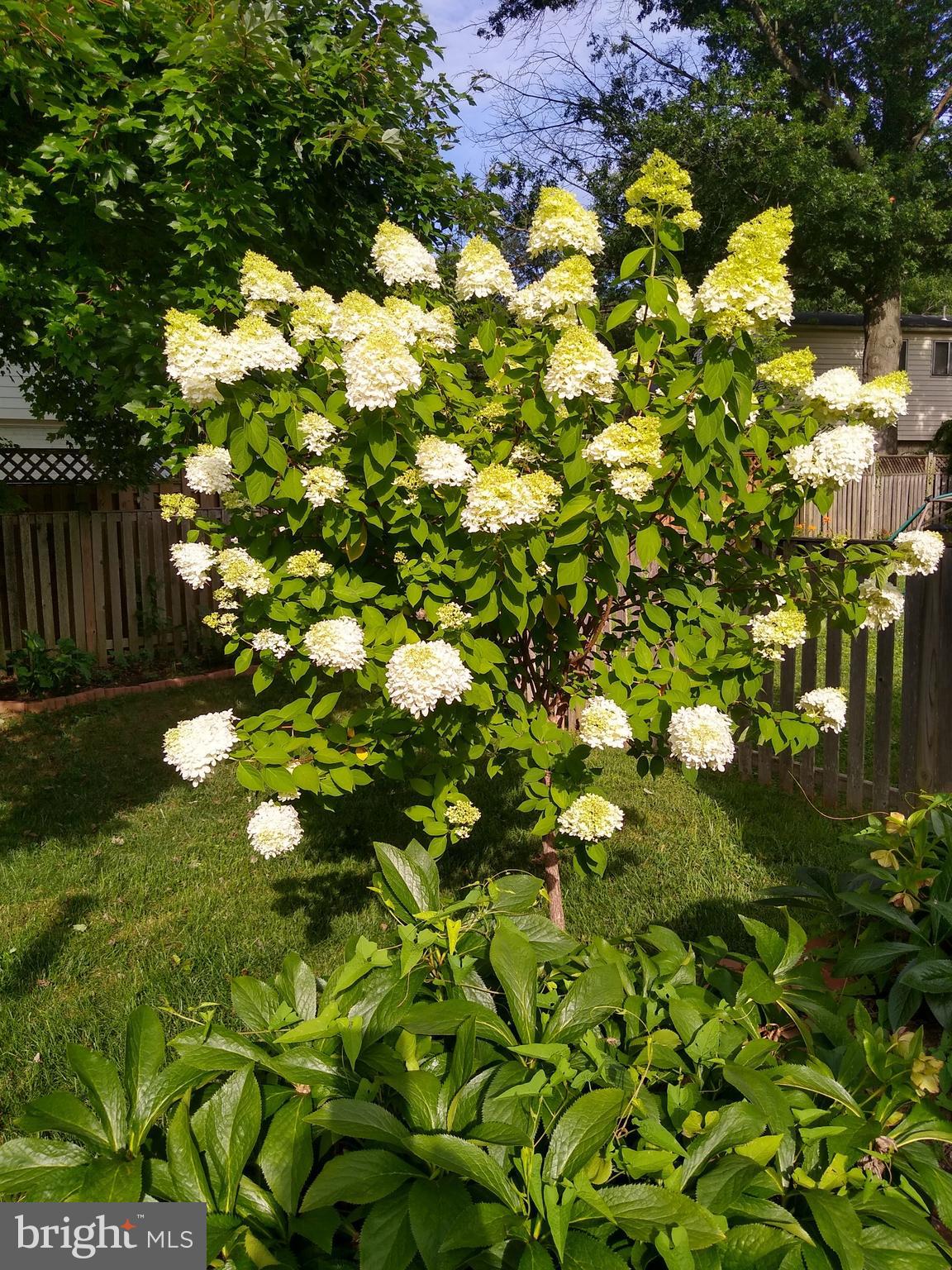 MAPLEWOOD ESTATES - Residential