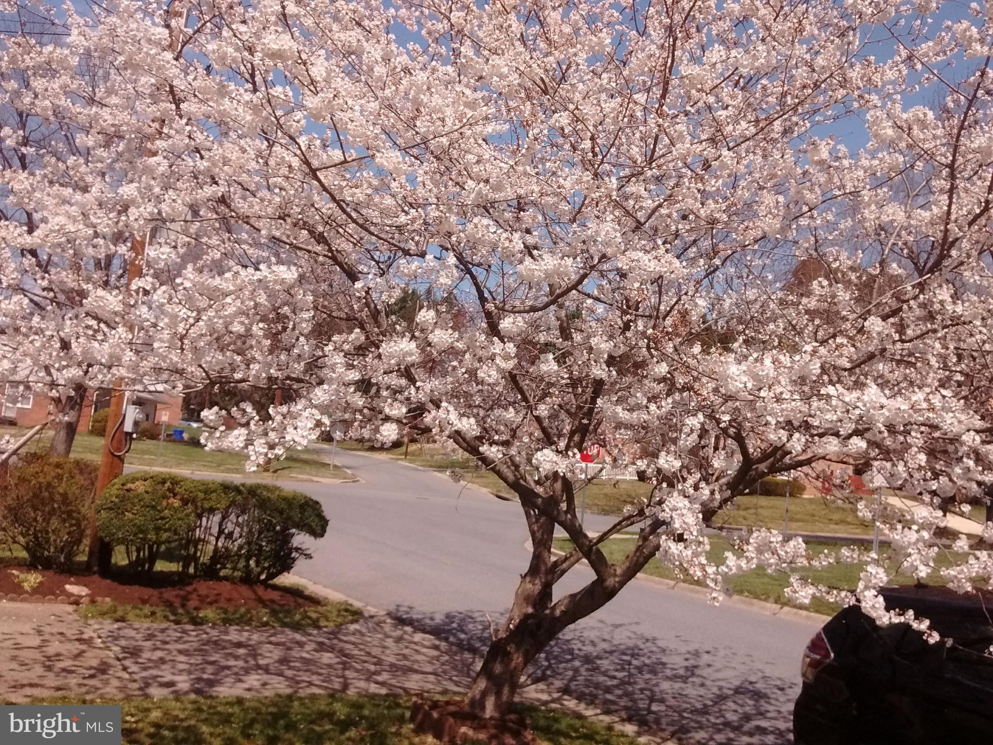 MAPLEWOOD ESTATES - Residential