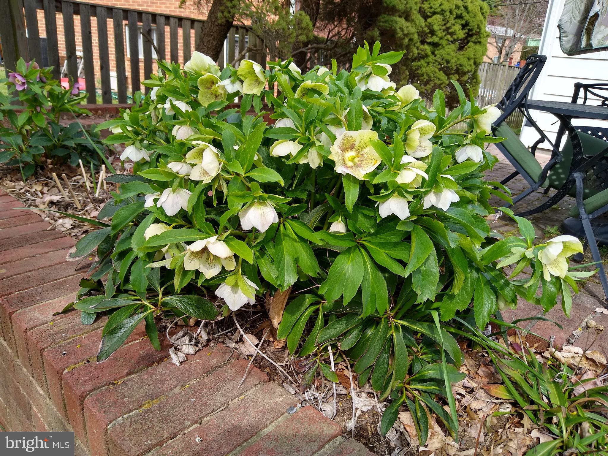 MAPLEWOOD ESTATES - Residential