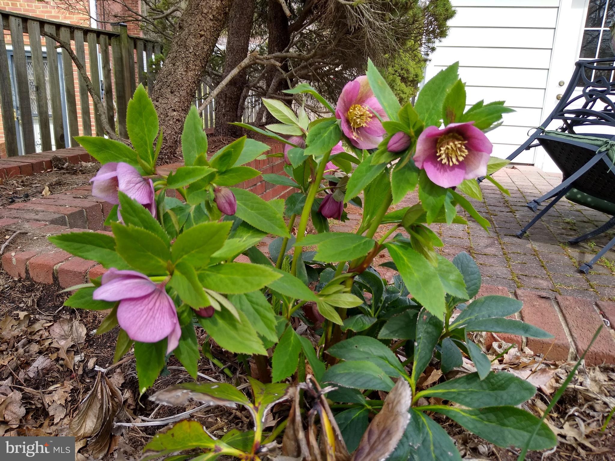 MAPLEWOOD ESTATES - Residential