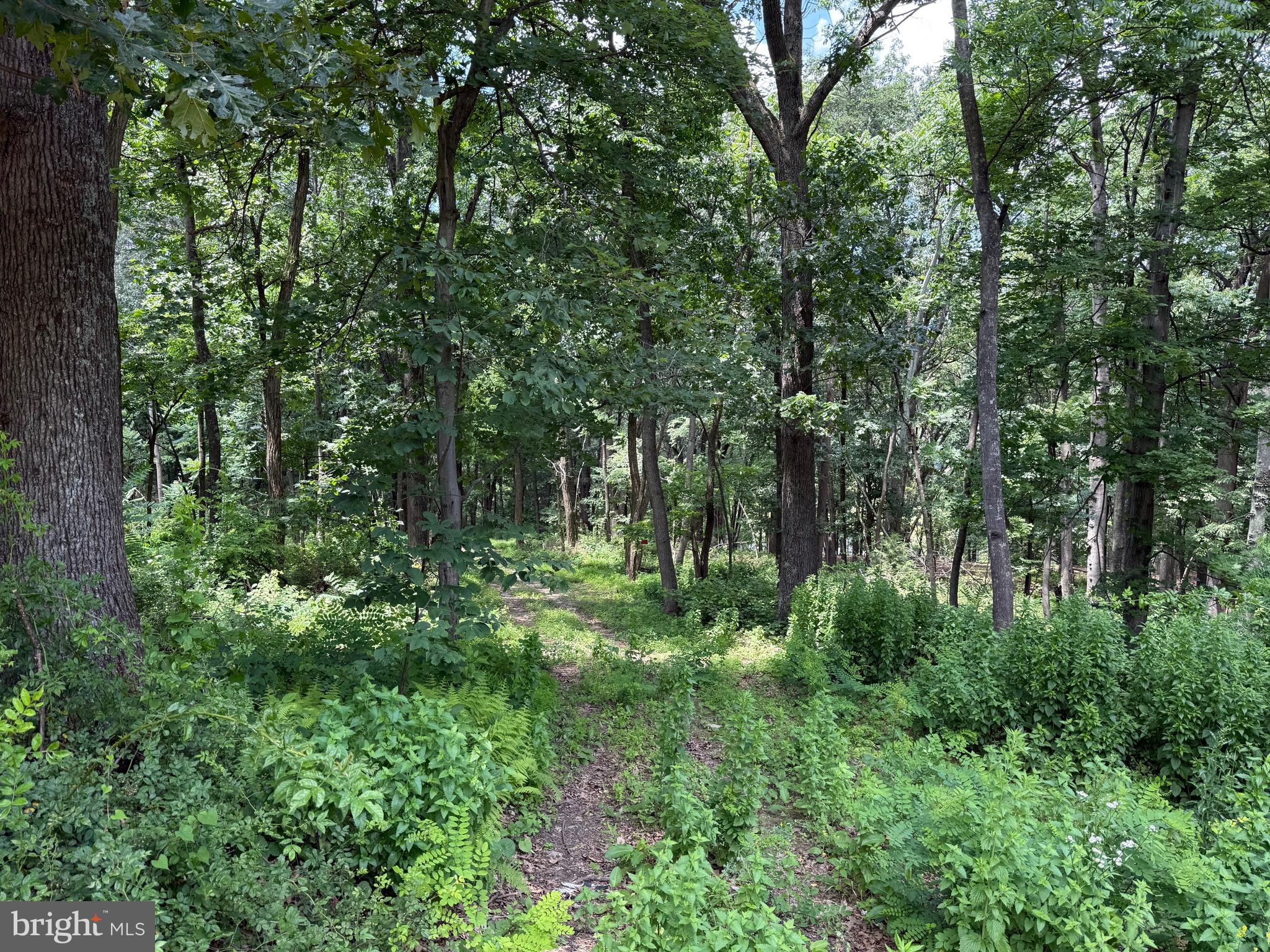 Flat ground in the Mountain State does exist! Gorgeous, wooded, lot ready for your home, mobile home, or home away from home. Adjoining lot also available.