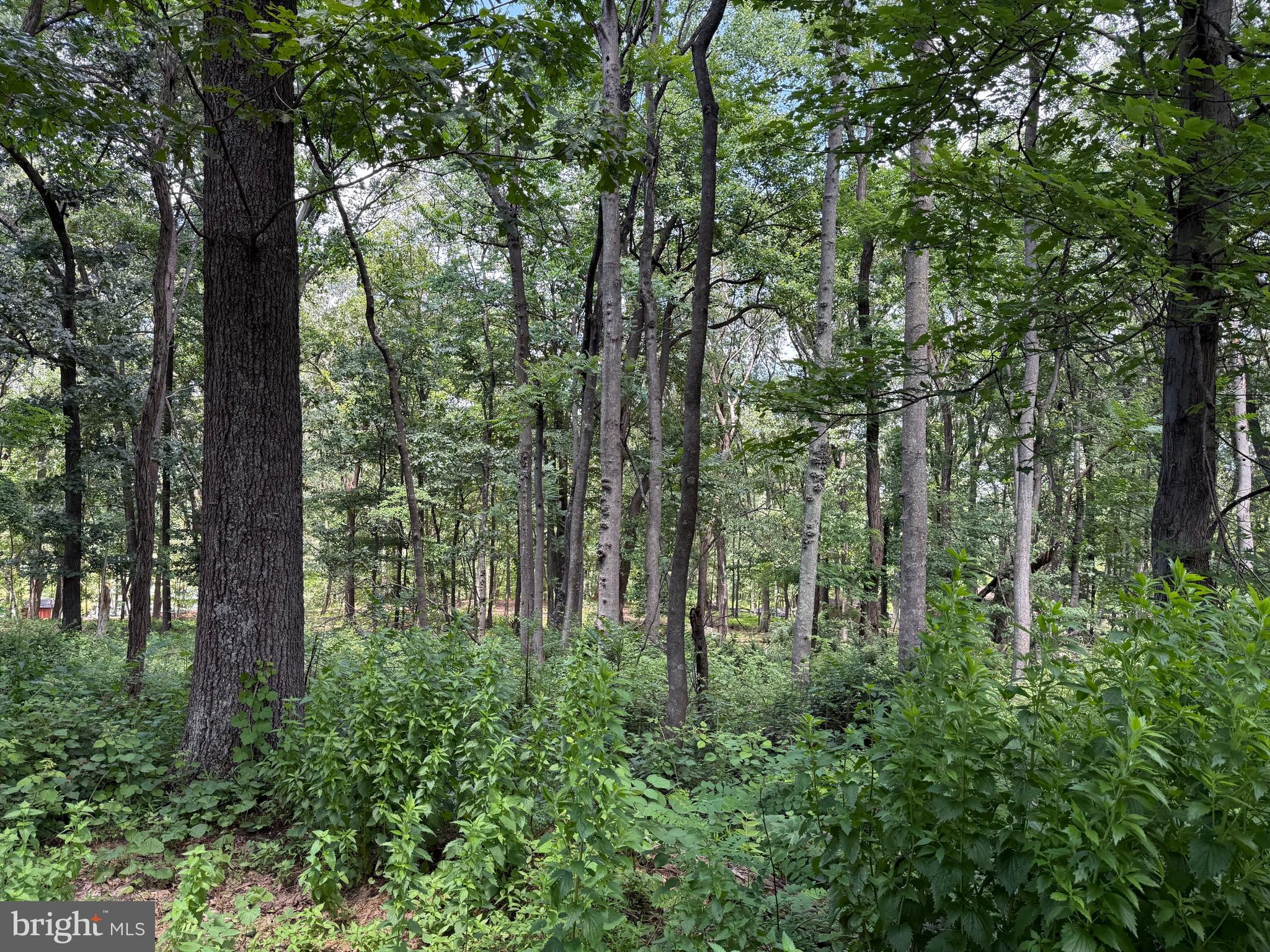 BUFFALO RIDGE RANCHETTES - Land