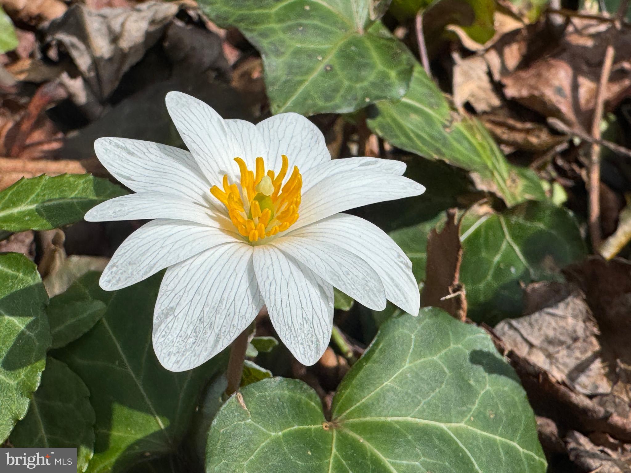 EVERHART VILLAGE - Residential