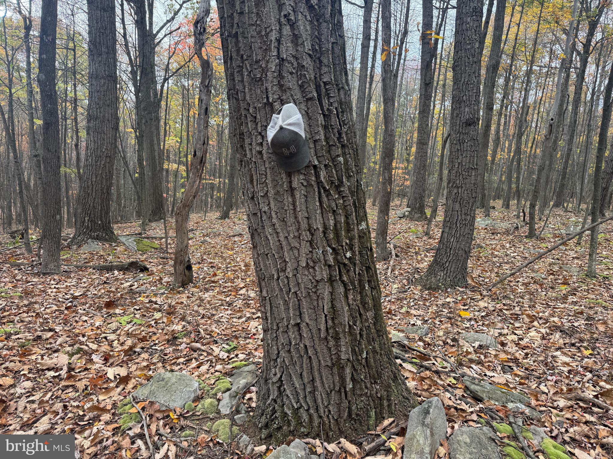 TRACT 2: 30+/- ACRES COLES VALLEY RD