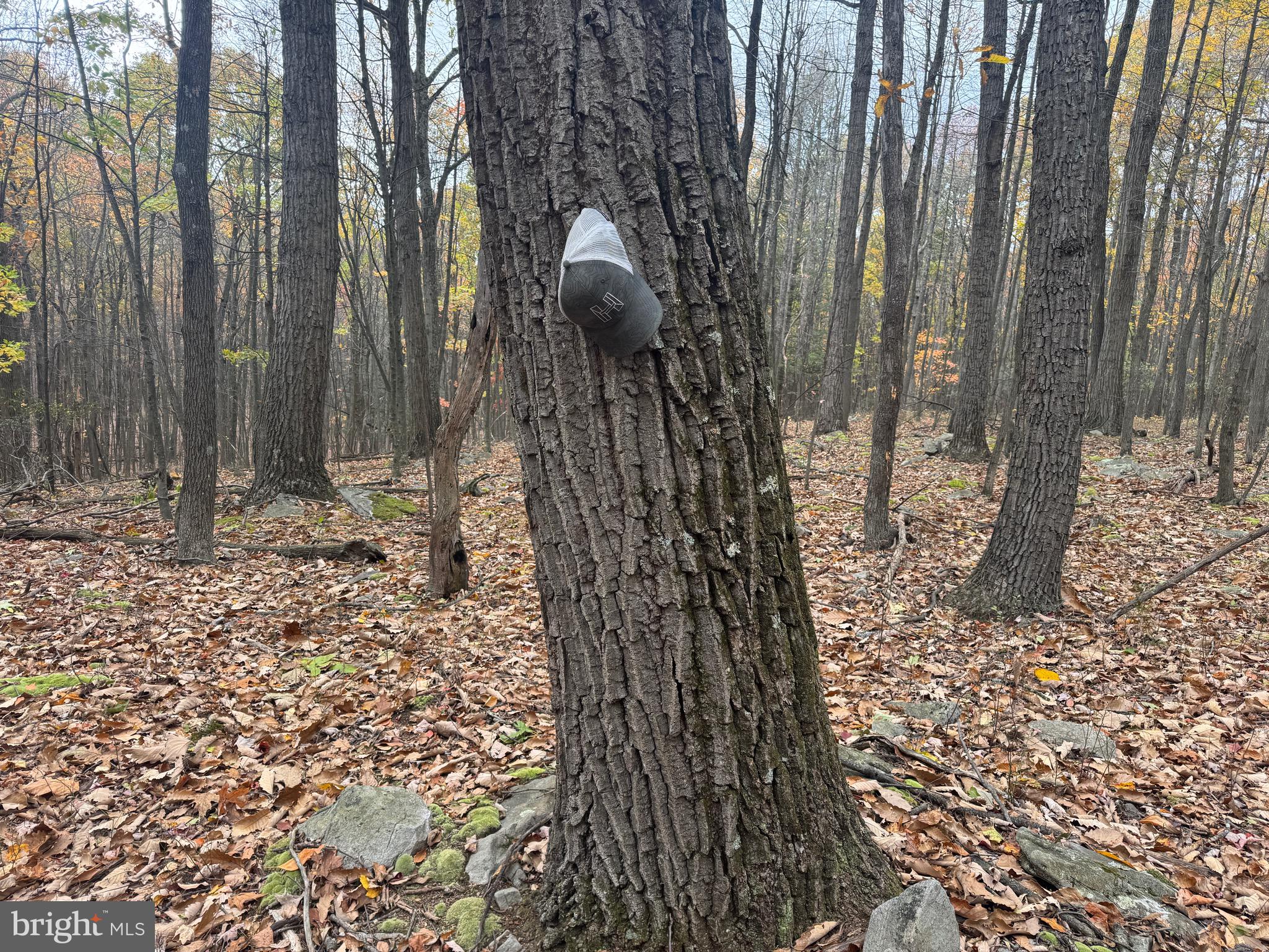 TRACT 2: 30+/- ACRES COLES VALLEY RD