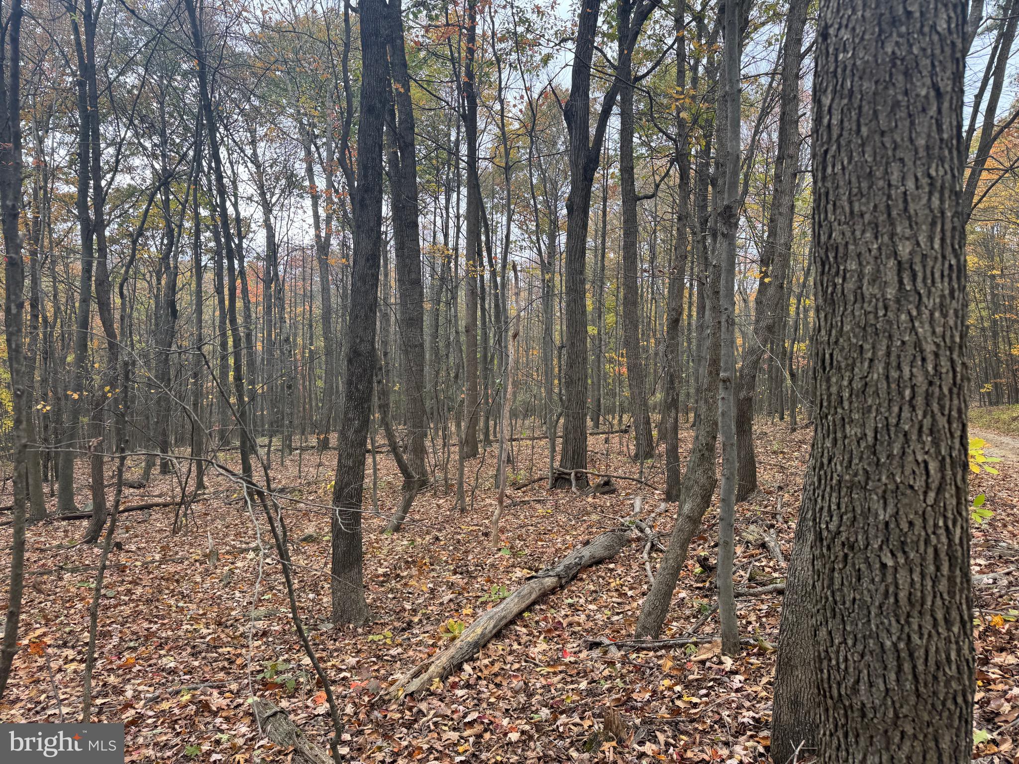 TRACT 2: 30+/- ACRES COLES VALLEY RD