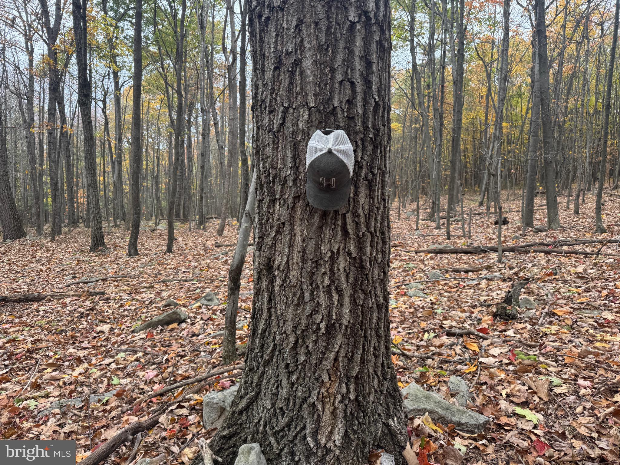 TRACT 2: 30+/- ACRES COLES VALLEY RD