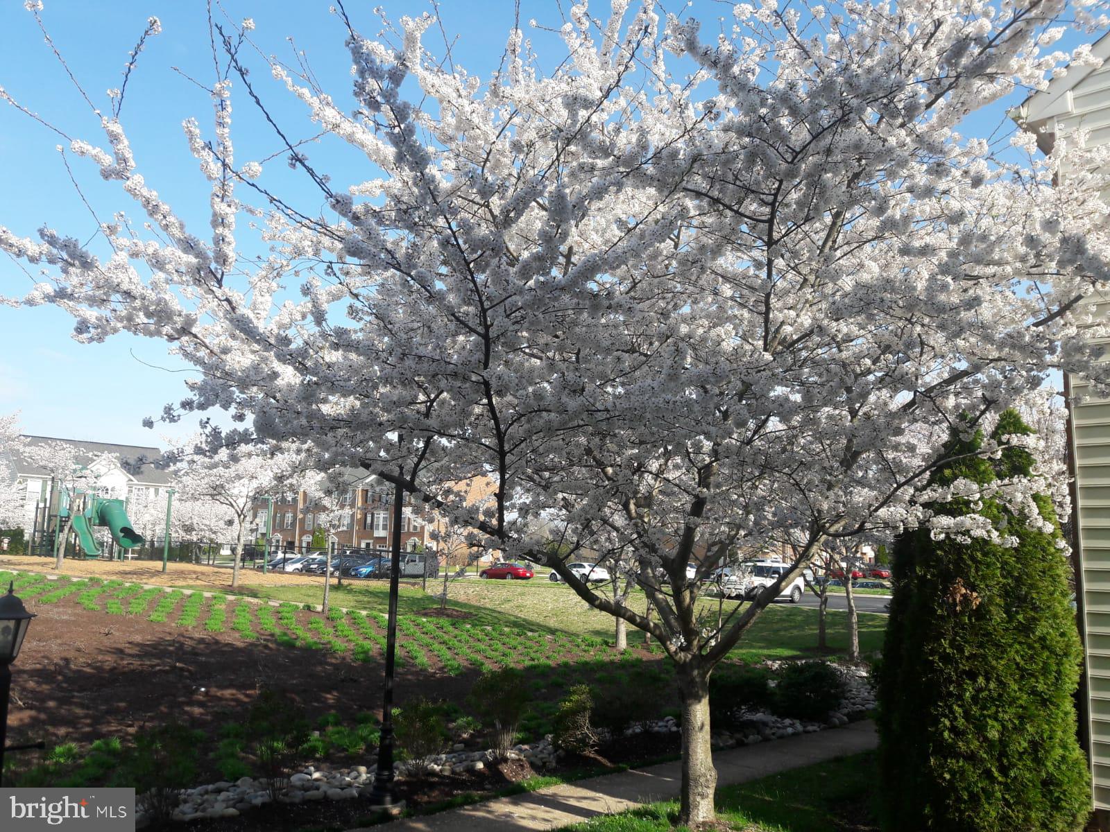 PIEDMONT SOUTH - Residential