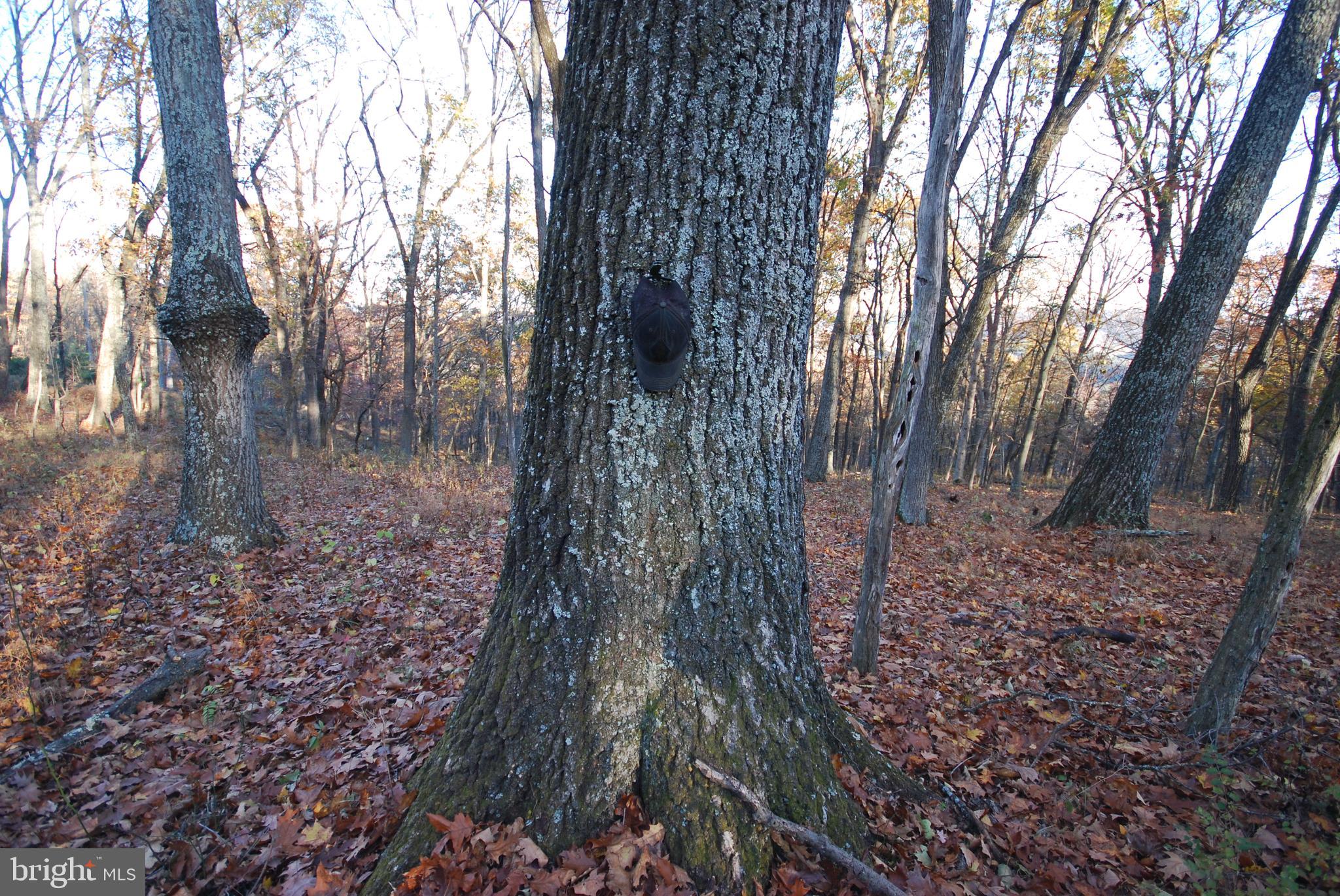 MILL MOUNTAIN ORCHARD - Land