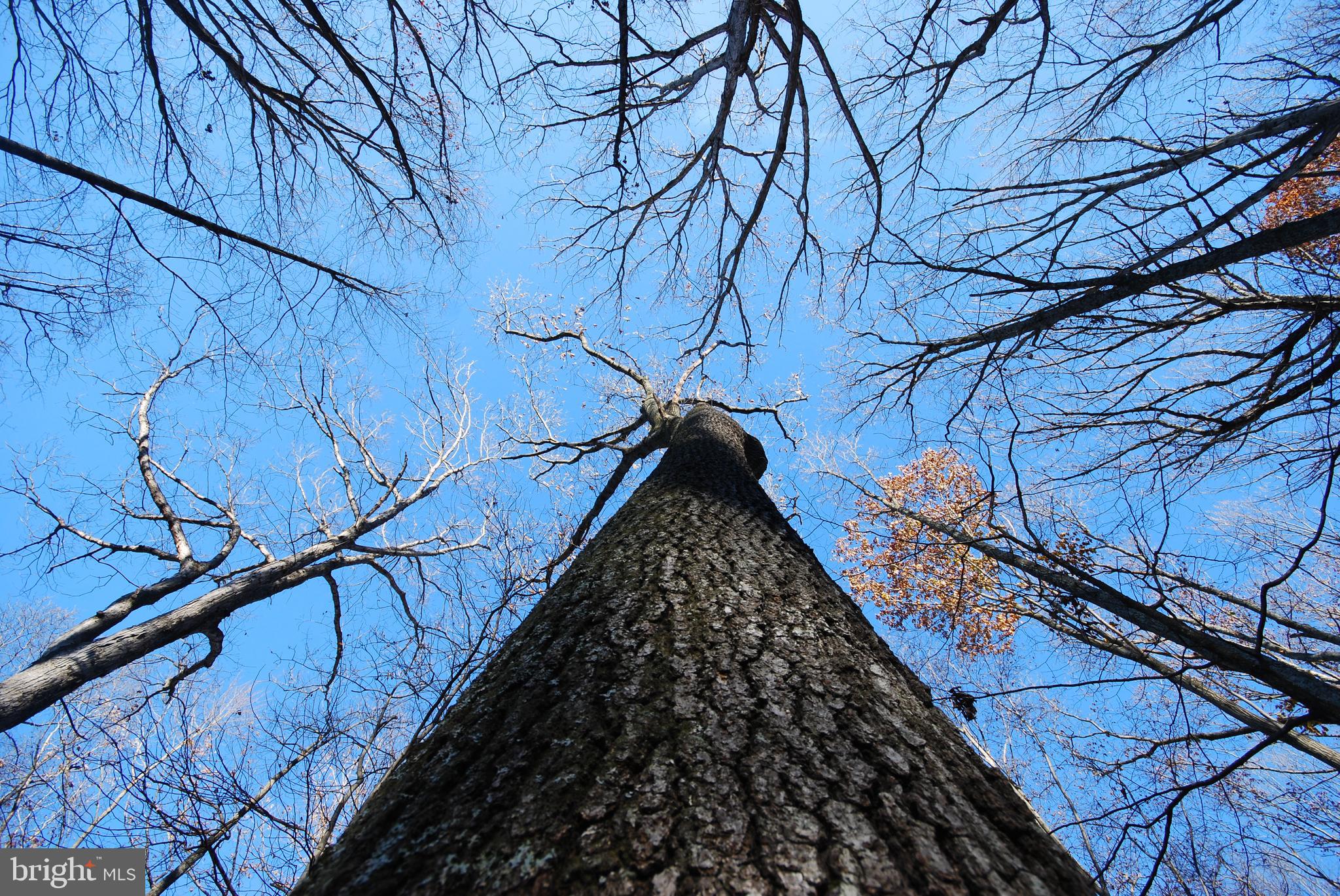 MILL MOUNTAIN ORCHARD - Land