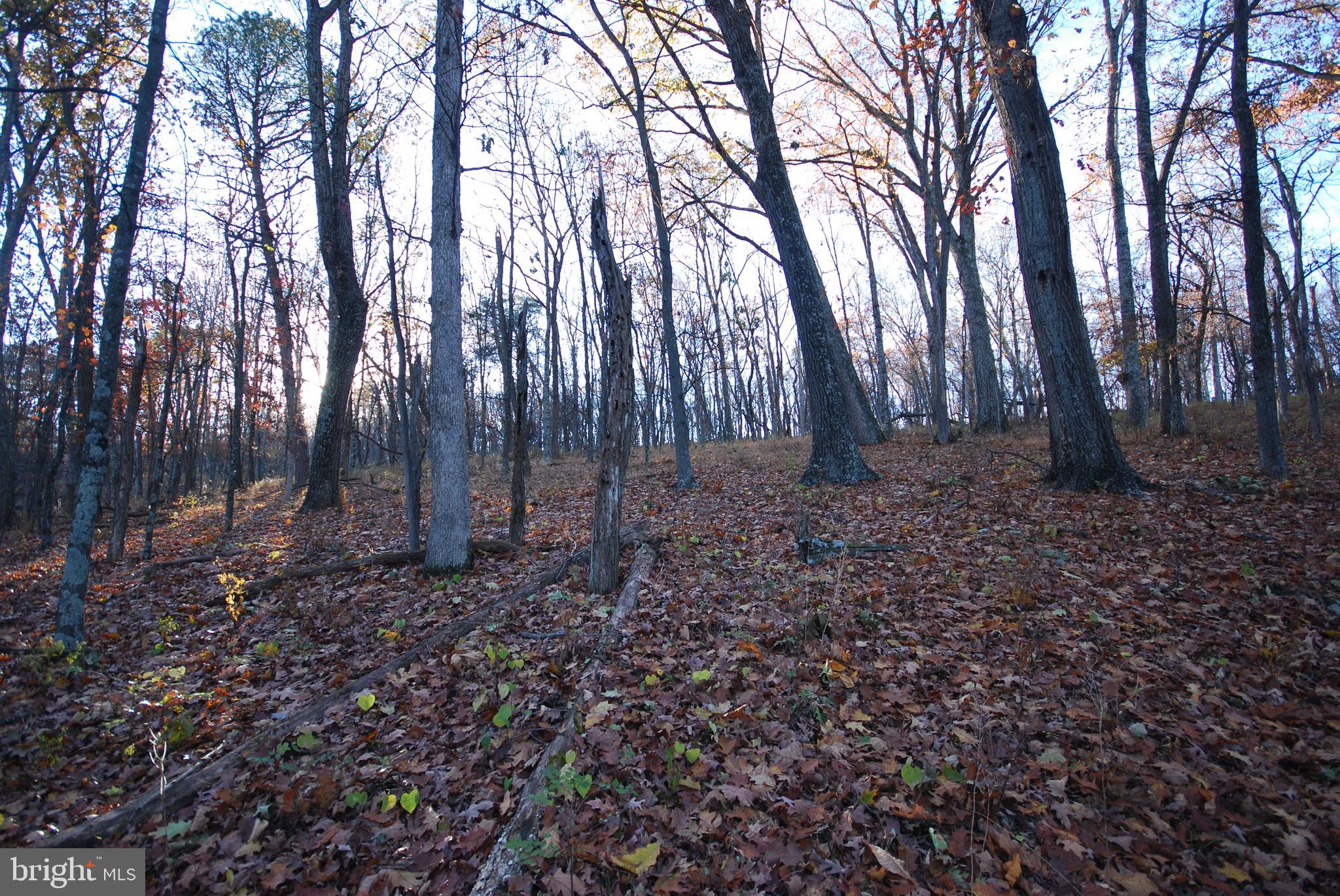 MILL MOUNTAIN ORCHARD - Land