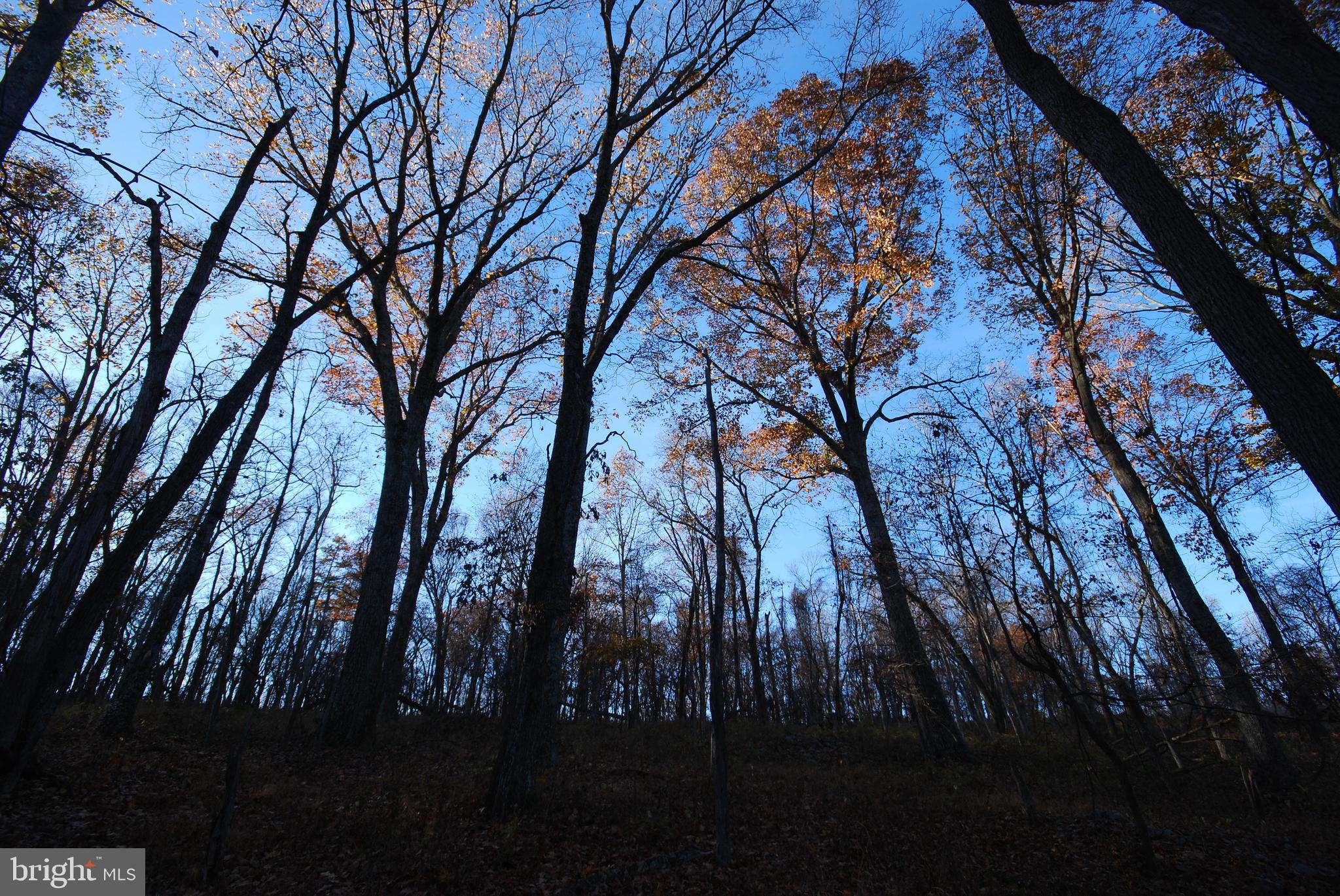 MILL MOUNTAIN ORCHARD - Land