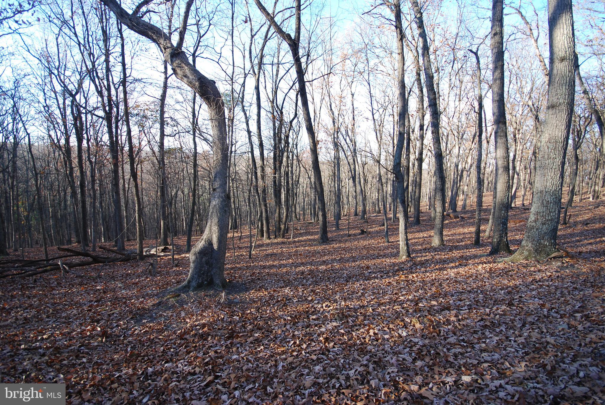 MILL MOUNTAIN ORCHARD - Land