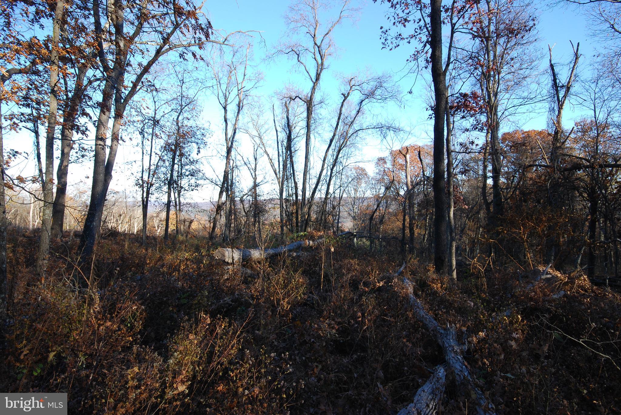 MILL MOUNTAIN ORCHARD - Land