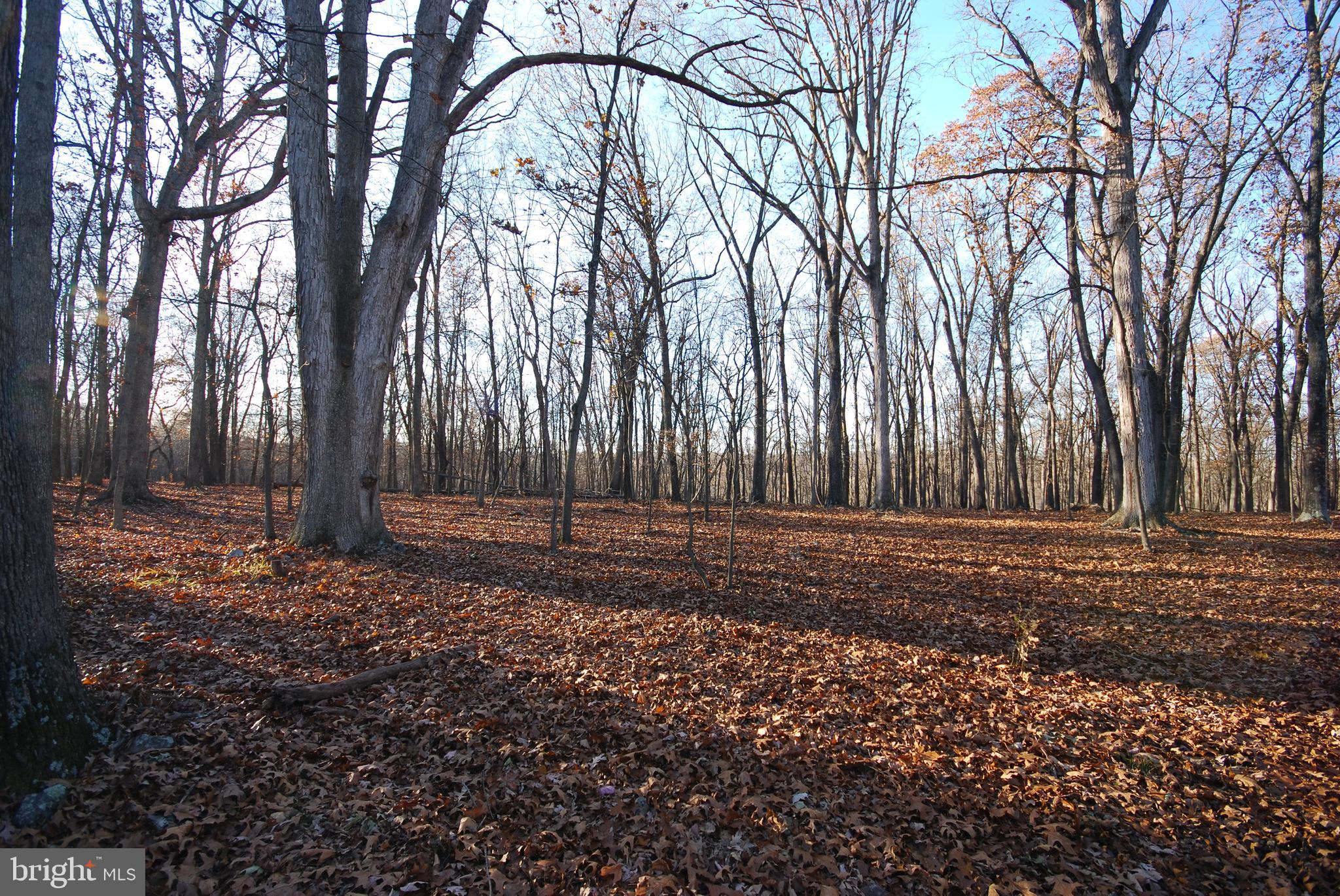 MILL MOUNTAIN ORCHARD - Land