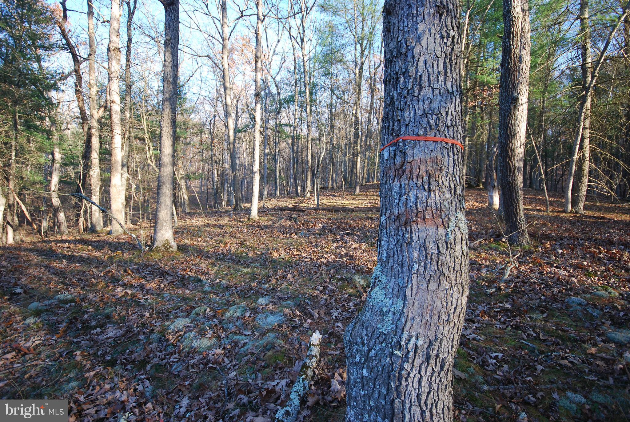 MILL MOUNTAIN ORCHARD - Land