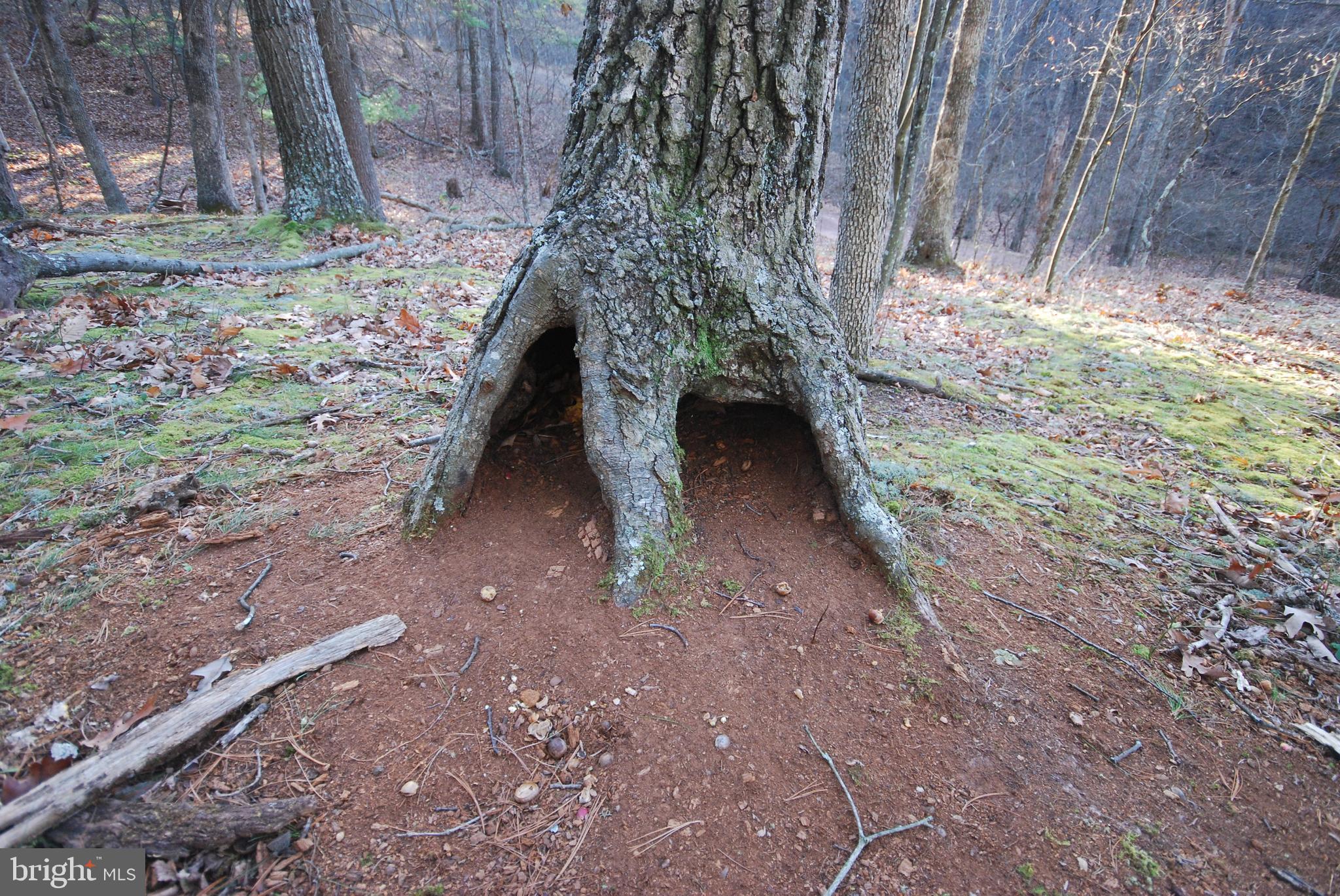 MILL MOUNTAIN ORCHARD - Land