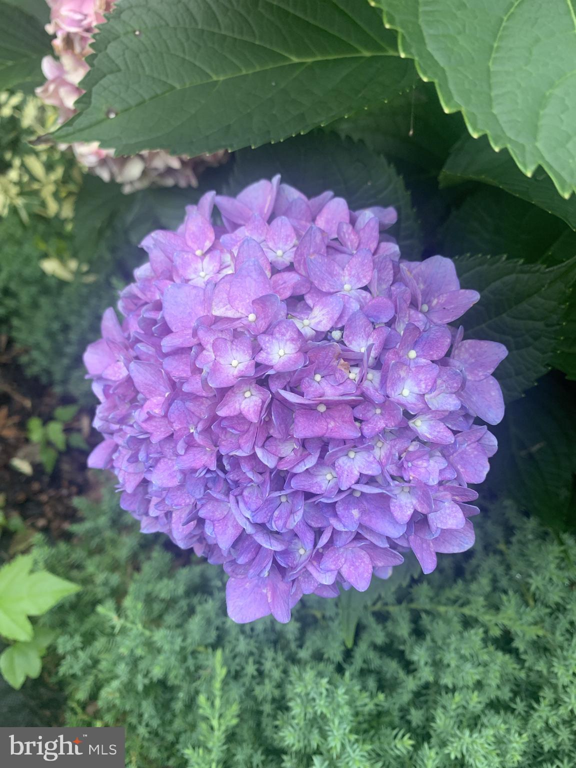 BETHEL SPRINGS - Residential