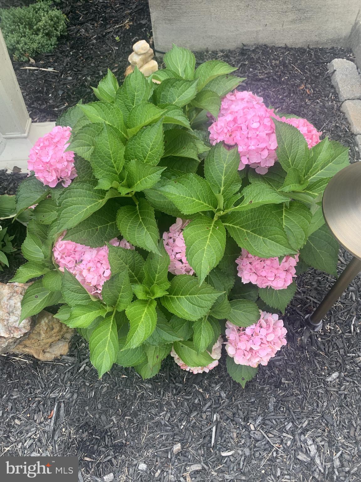 BETHEL SPRINGS - Residential