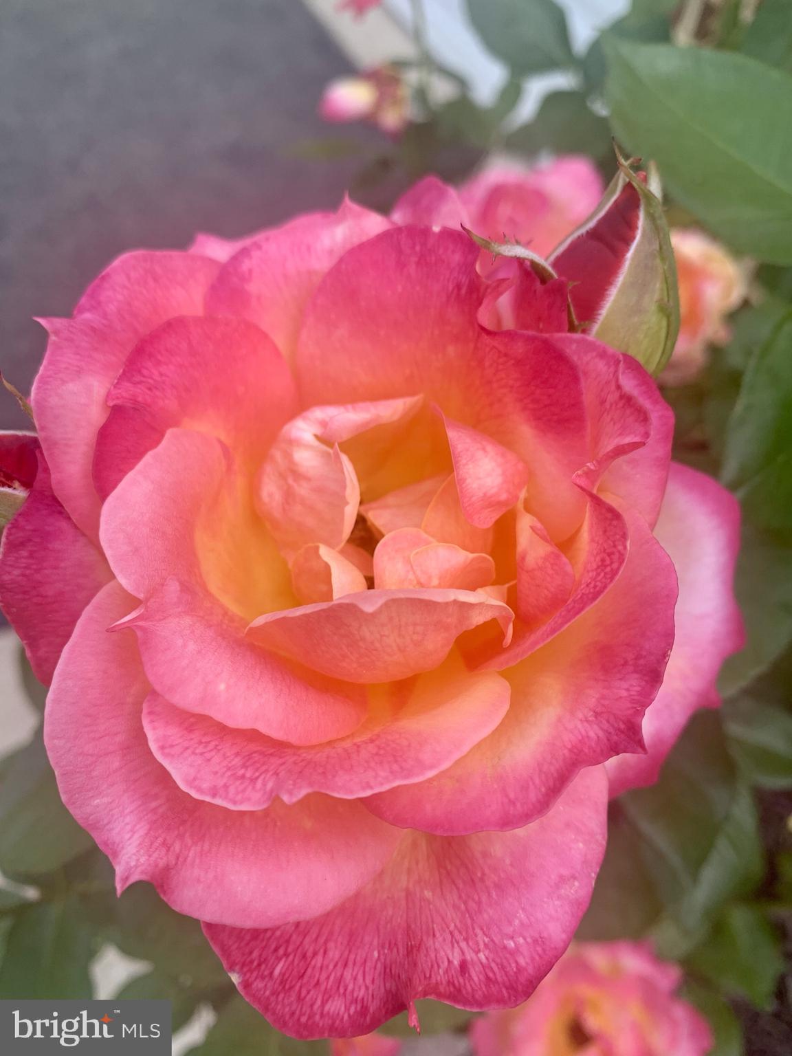 BETHEL SPRINGS - Residential