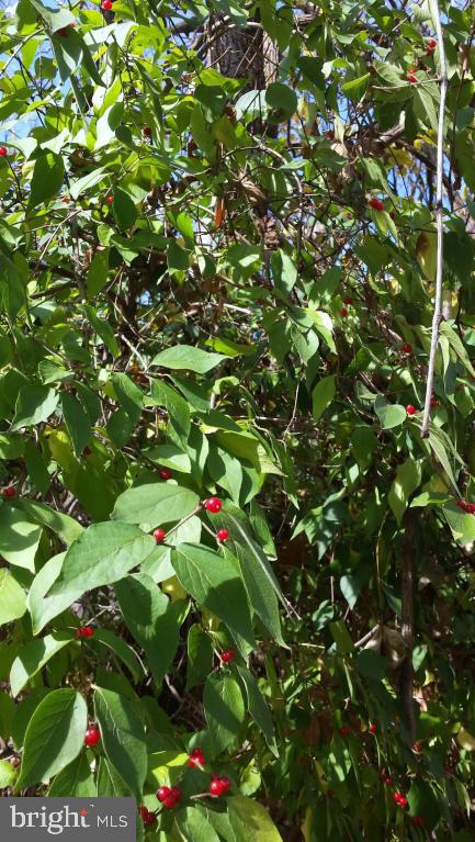 CEDAR MILL - Residential