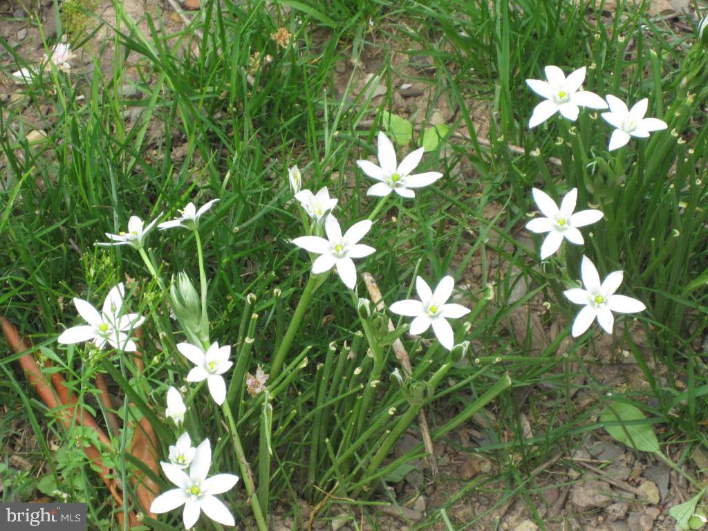 CEDAR MILL - Residential