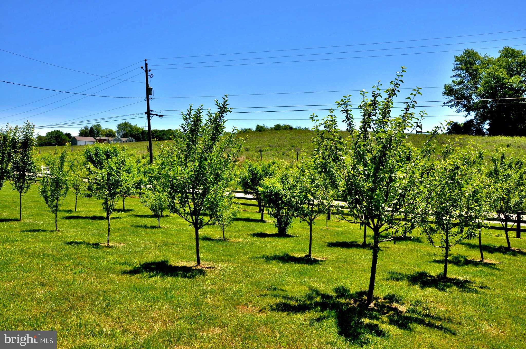 CODORUS - Farm