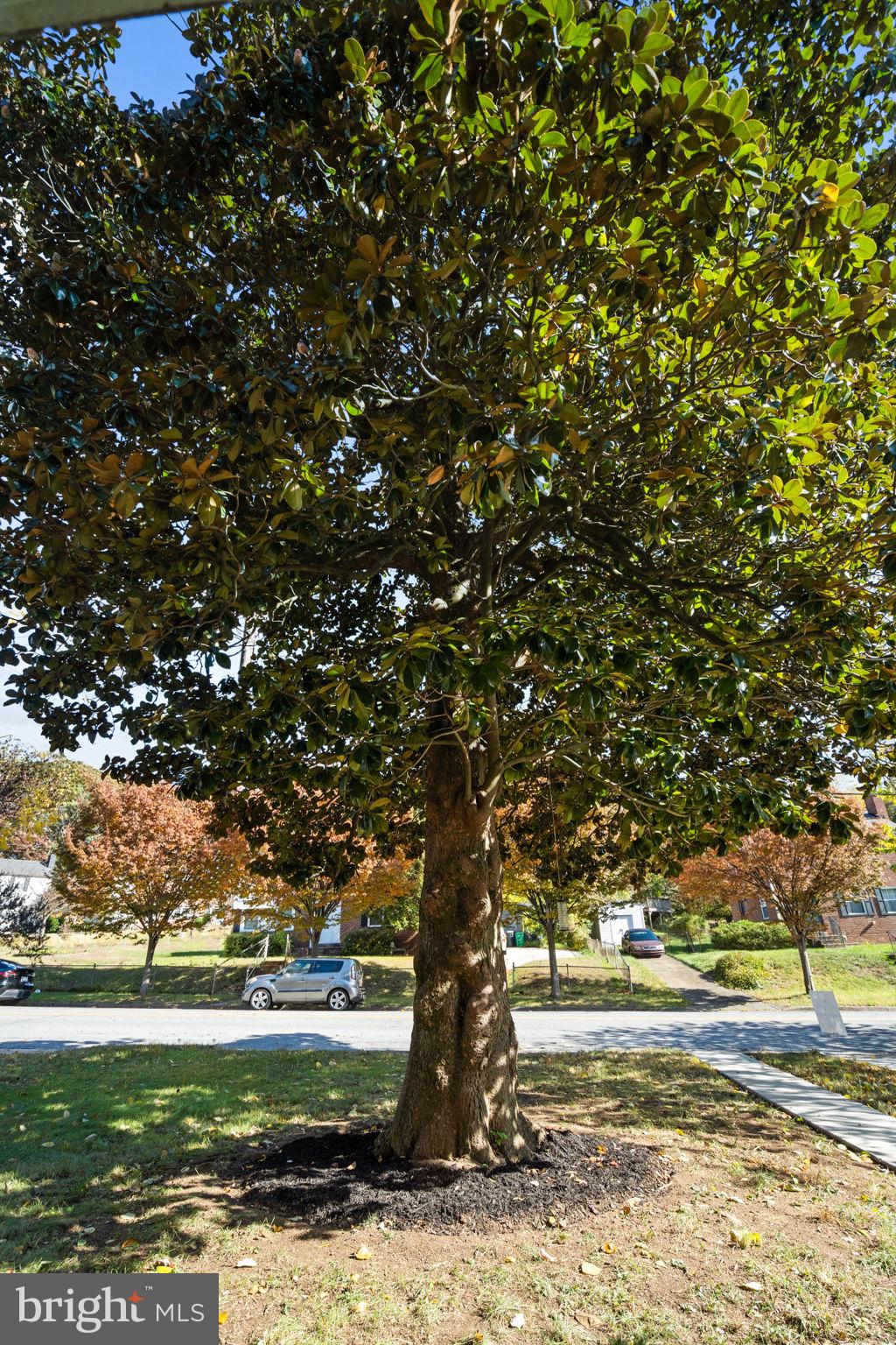 CAROLE HIGHLANDS - Residential