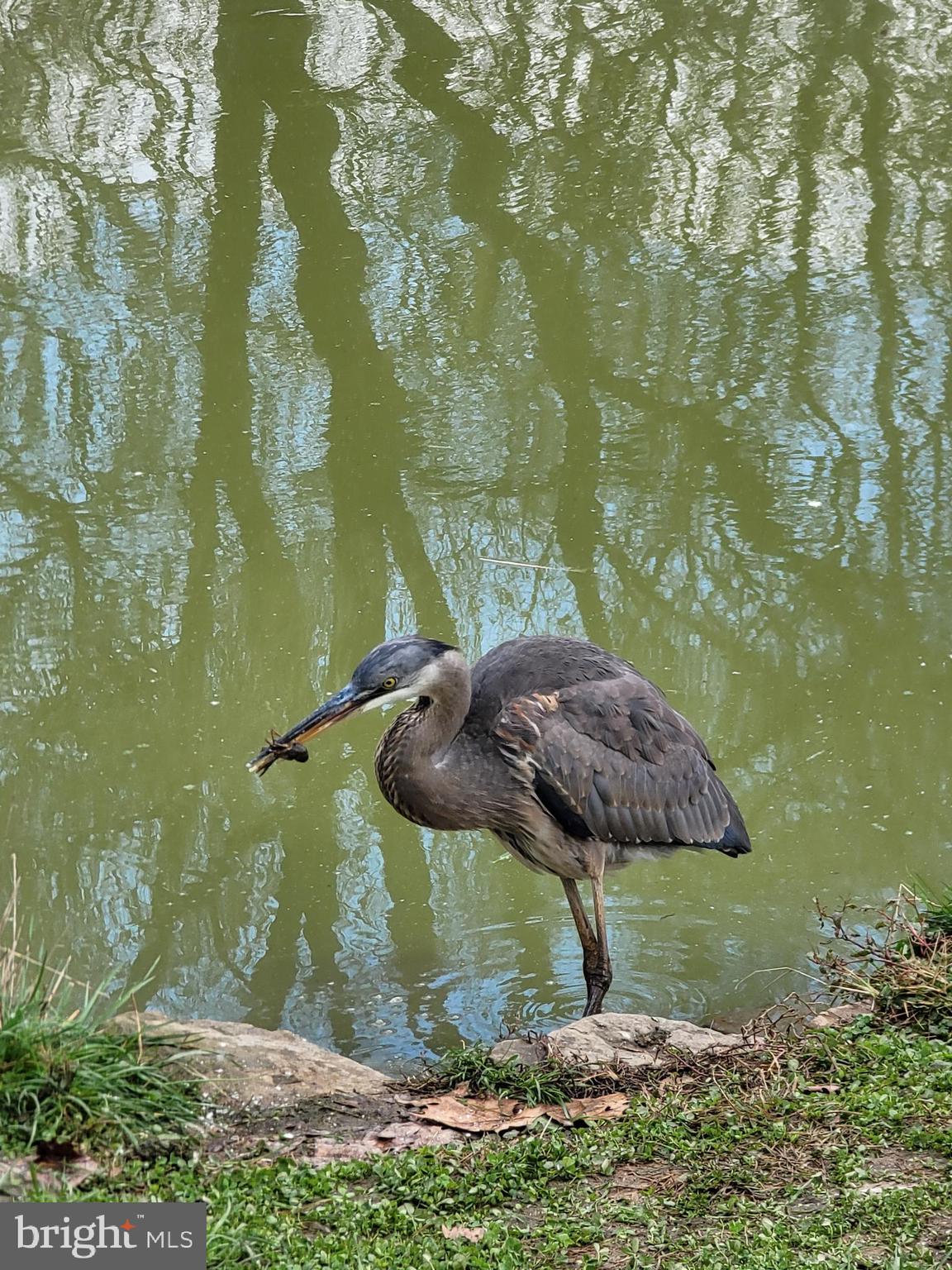 HEDGESVILLE - Residential