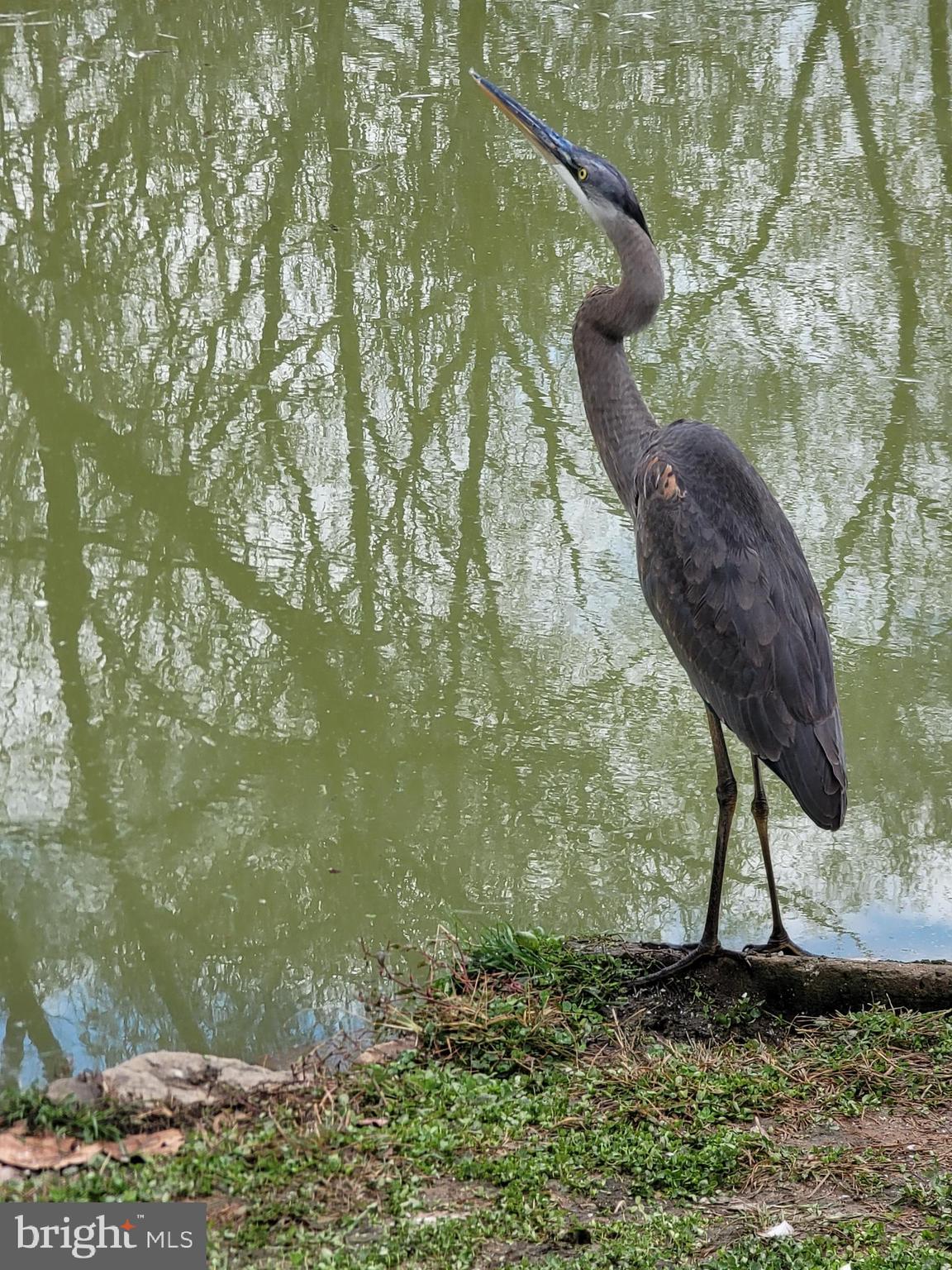 HEDGESVILLE - Residential